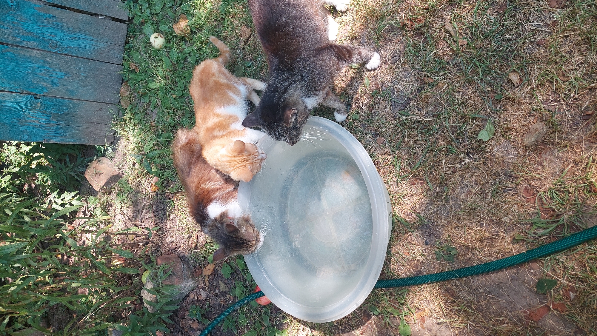 In Kozarovychi, Ukraine, three domestic cats are gathered around a large, translucent plastic basin filled with water. The cats, a tabby, an orange and white tabby, and a brown and white cat, are drinking from the basin, which is placed on dry grass and dirt. A green garden hose is coiled near the basin. In the background, lush green foliage and a weathered blue wooden fence are visible. The scene suggests a warm, outdoor setting.
