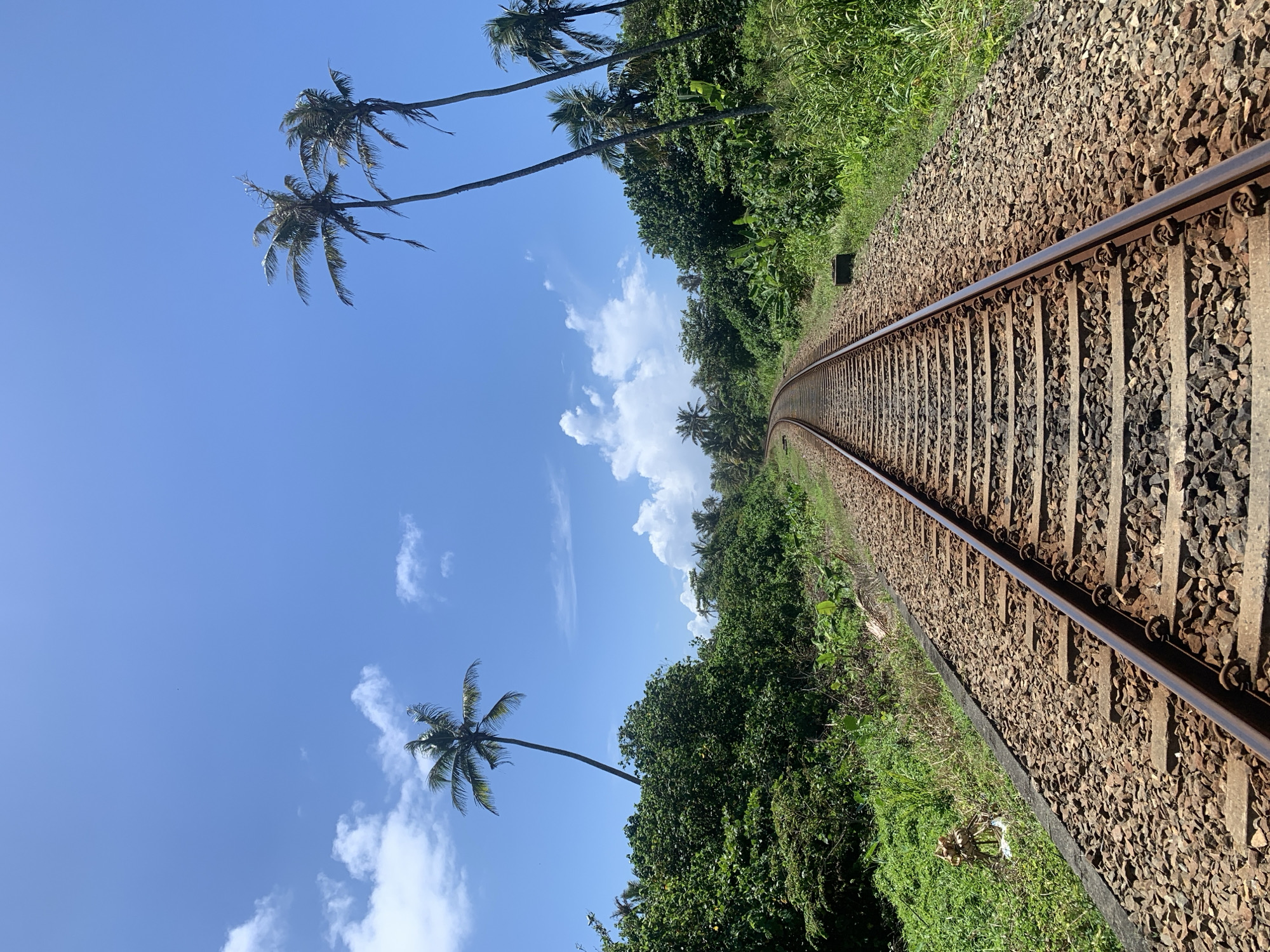 A vertical, medium shot captures a railway track curving towards a distant horizon, framed by lush green vegetation and a bright blue sky dotted with white clouds. On the left, a tall, slender palm tree leans slightly, its fronds rustling against the sky. On the right, three taller, more weathered palm trees stand against the backdrop of dense foliage. The railway tracks are laid with gravel and wooden sleepers, appearing weathered and well-used. The surrounding environment is a vibrant mix of tropical plants, including broad-leafed plants and dense green bushes, suggesting a warm, humid climate. The scene evokes a sense of tranquility and the allure of travel. It is understood this photograph was taken near the city of Ahangama, Sri Lanka, known for its scenic coastal railway lines.
