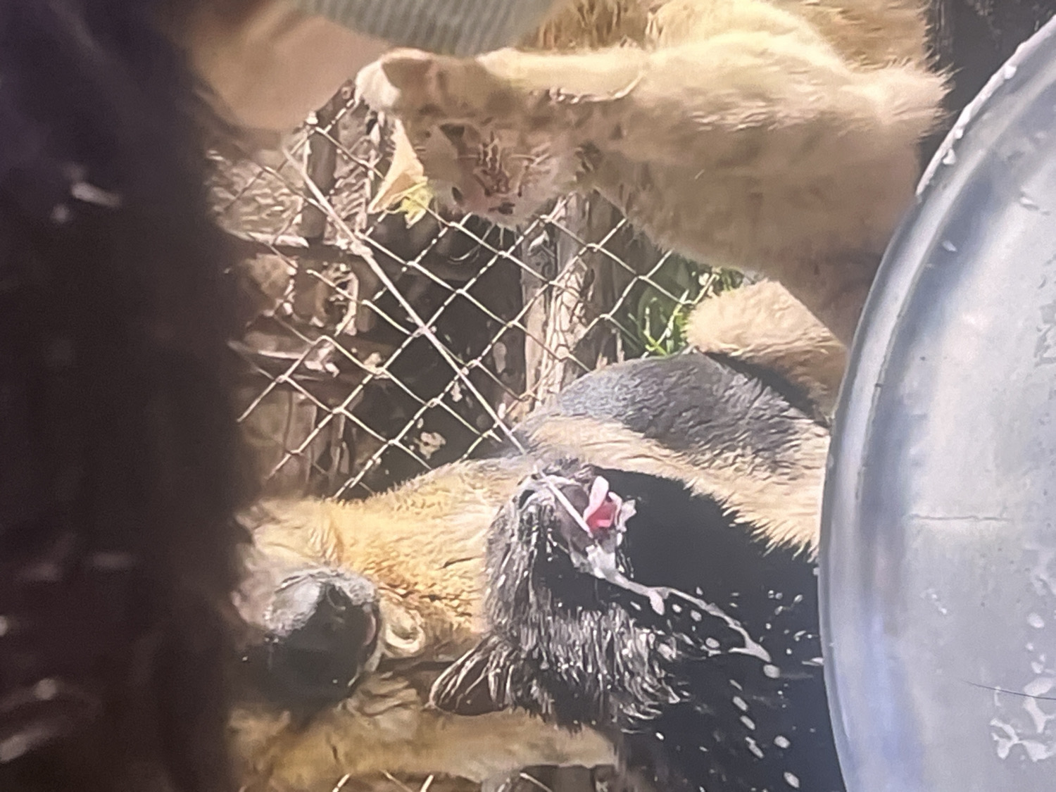 The image captures an outdoor scene featuring multiple animals, partially obscured by a dark, blurry object on the left and a metallic container on the right.
In the upper-middle section, a light-colored animal, possibly a cat or small dog, is visible, its fur appearing light brown or tan and somewhat disheveled. It is positioned behind a chain-link fence and appears to be looking downwards or reaching through the mesh.
In the lower-middle and right sections, the head and front part of a larger animal, likely a dog with black and tan fur, are visible. This dog's mouth is open, revealing a pink interior, possibly its tongue or something it is actively engaging with. White, foamy splatters are visible on its black fur, particularly around its mouth and chest area, suggesting it may be wet, drinking, or interacting with a liquid substance.
Behind the fence, some green vegetation, likely grass, is discernible, indicating an outdoor setting such as a yard or enclosure. The metallic container on the right side of the frame is large and rounded, possibly a bucket or a feeding/water bowl. The time of day appears to be daylight, though the lighting is somewhat uneven. No text is visible in the image.