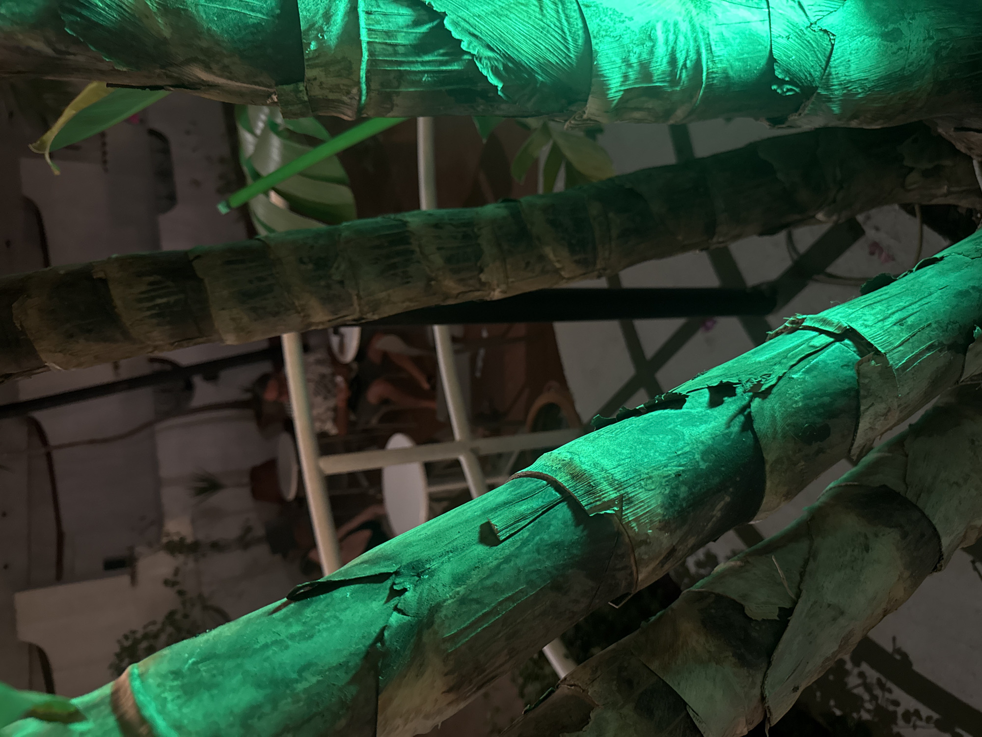 The image depicts a close-up view of several large, textured stalks of bamboo, illuminated by a vibrant green light. The bamboo stalks are the primary focus, with their rough, segmented surfaces and dried leaf remnants clearly visible. In the background, a softly lit outdoor seating area is discernible. There are round tables and chairs, suggesting a restaurant or bar. A few individuals are seated at the tables, engaged in conversation or dining. The environment appears to be a public space, possibly an outdoor patio or courtyard within the town of Isola delle Femmine, Italy, known for its coastal setting and vibrant nightlife. The green lighting creates an atmospheric, almost ethereal quality to the scene, highlighting the natural textures of the bamboo against the backdrop of human activity.