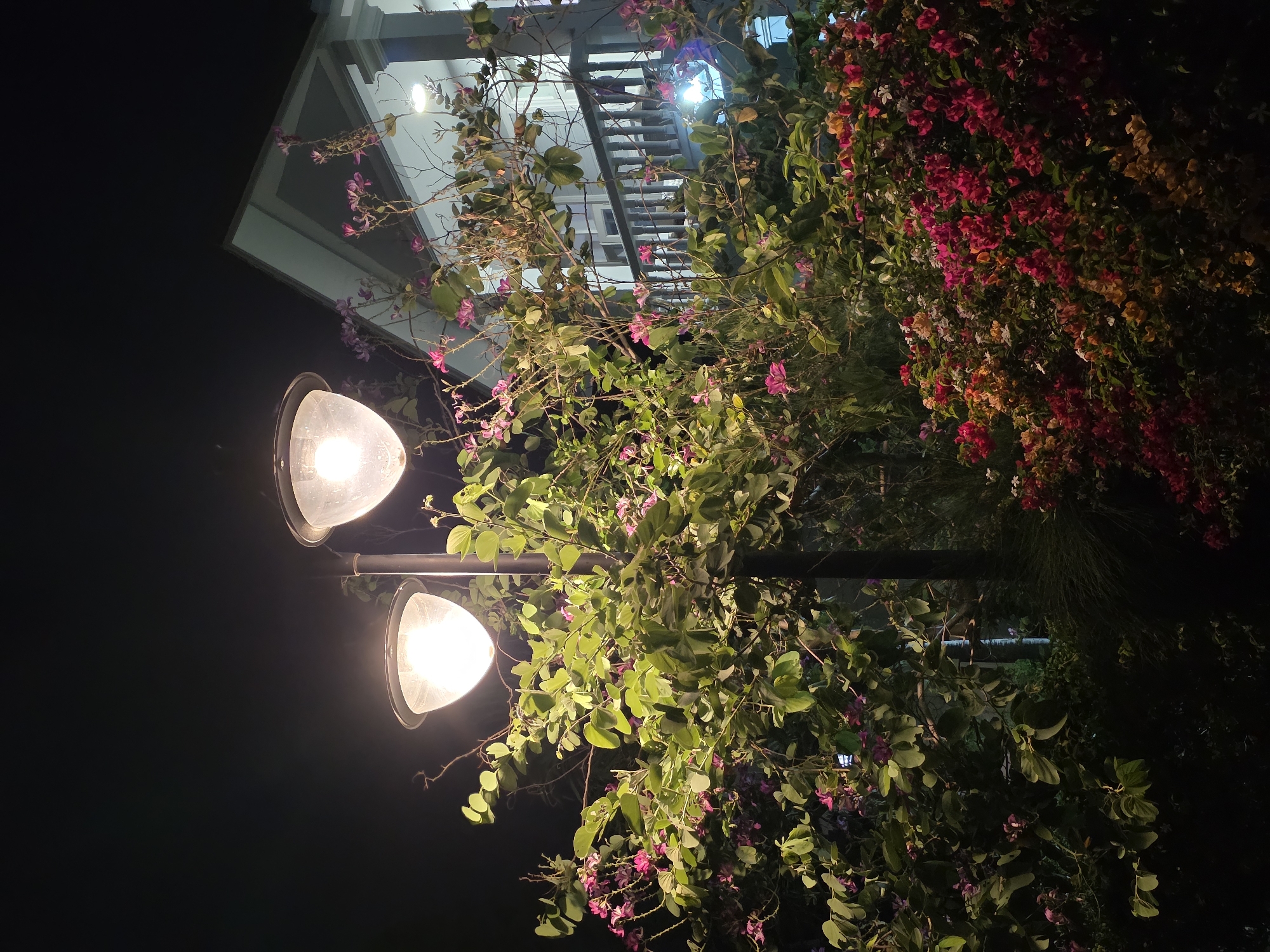 This night photograph, taken in Phú Thủy, Vietnam, presents an upward view of an outdoor setting illuminated by artificial light and vibrant vegetation. A prominent street lamp with two glowing bulbs stands from the lower-left, extending upwards, its bright light casting a warm glow. Lush green foliage, featuring clusters of delicate purple-pink flowers (likely from a Bauhinia tree), intertwines around the lamp post and spreads across the center of the image. To the right, a dense, cascading wall of red and orange bougainvillea flowers creates a striking splash of color.
In the upper-left background, a segment of a light-colored building is visible, showing a distinct roofline and what appears to be a balcony or upper floor with railings, softly illuminated by interior lights. The dark sky confirms it is nighttime. The weather appears clear. The tropical plant life and hints of regional architecture align with the provided location in Vietnam. The scene conveys a serene and inviting ambiance through the interplay of light and color against the darkness. No people or visible text are present.