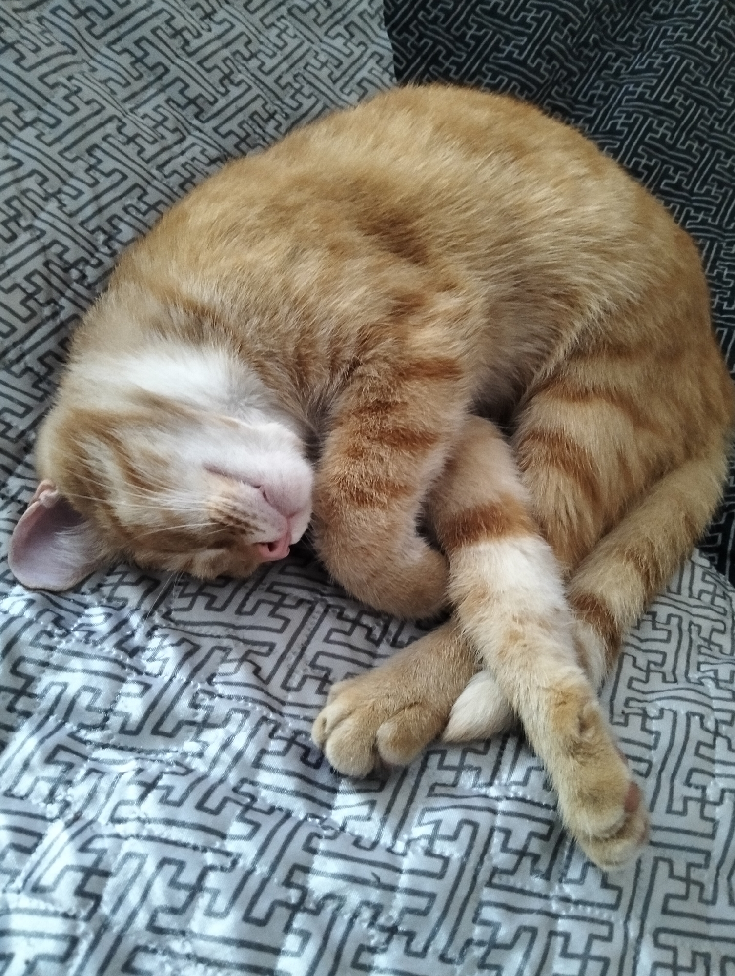 The image shows an orange tabby cat curled up and sleeping on a patterned blanket. The cat's eyes are closed, and its mouth is slightly open, with its tongue peeking out. Its body is tightly coiled, with its head tucked in and its paws crossed. The blanket has a black and white geometric pattern that appears to be a maze-like design. The lighting suggests it is daytime, and the scene appears to be indoors, likely on a bed or couch. The cat's relaxed posture and closed eyes indicate it is in a deep sleep, and its expression conveys a sense of peace and contentment. There is no visible text in the image.