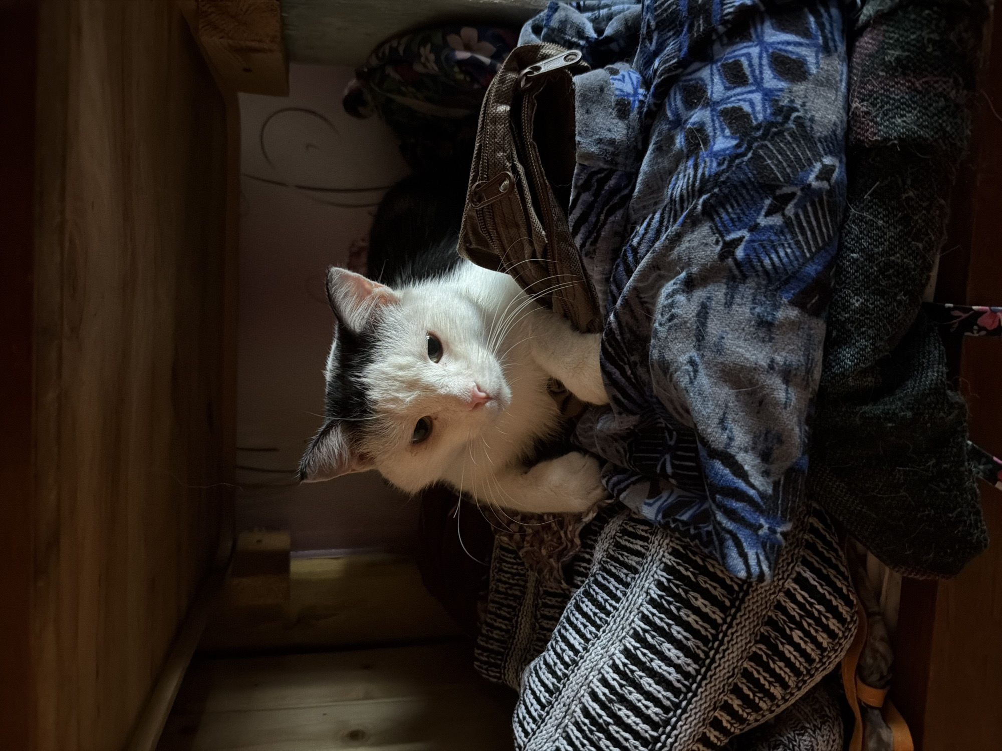 A black and white cat with green eyes rests on a pile of blankets under a wooden shelf. The cat's body is mostly white with black markings on its head and ears. It is looking down at the blankets. The blankets are patterned with various colors and textures, including blue, gray, black, and white. The wooden shelf is visible above the cat, and the background is dark and out of focus. The scene appears to be indoors, possibly in a closet or storage area. No specific location in Петряксы, Russia is discernible from the image.