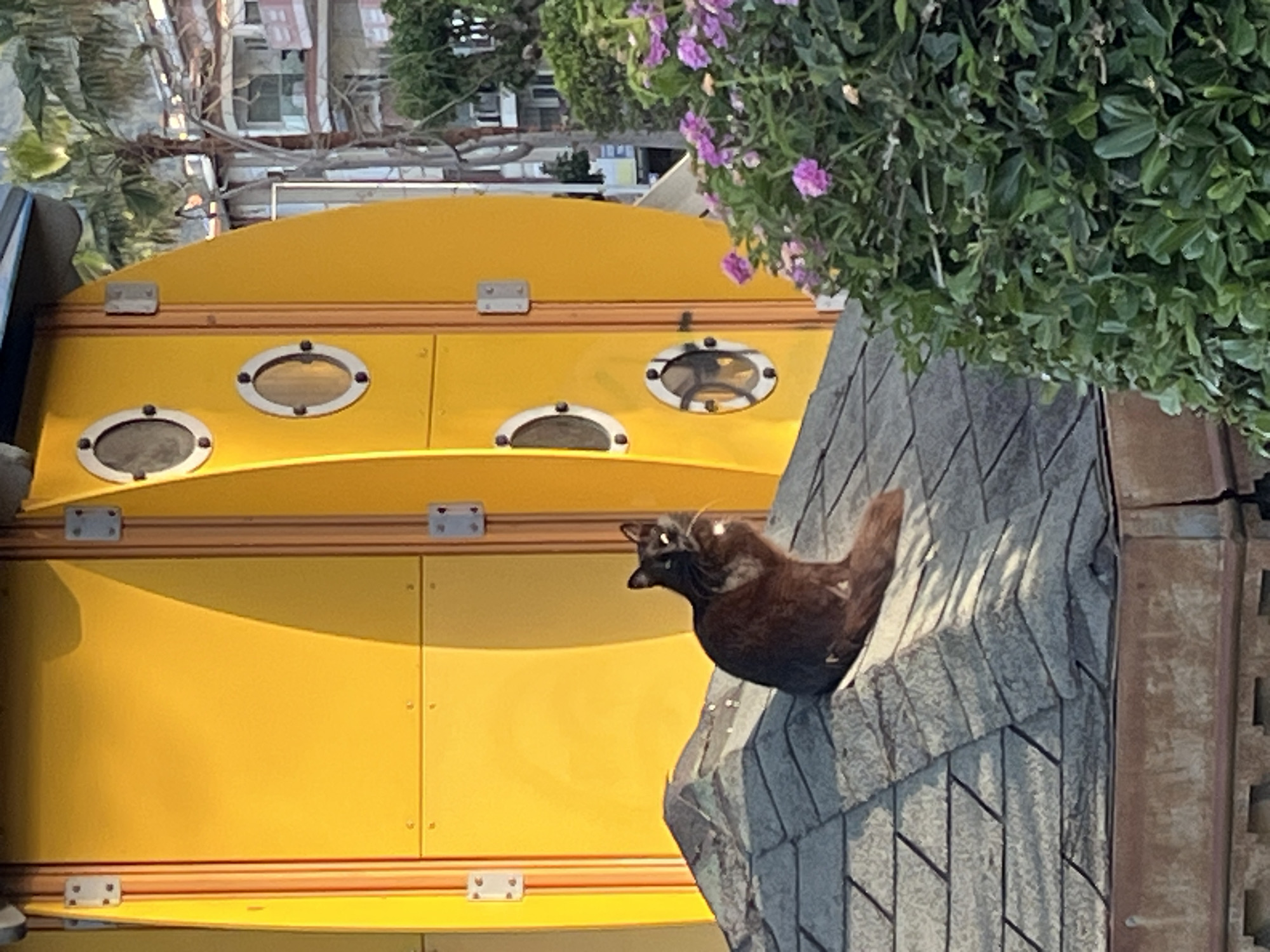The image captures a scene in Alanya, Turkey. A brown bird perches on a faux rock or brick structure, with a yellow building behind it. The building has several oval windows. Lush greenery and some flowering plants hang above the faux rock. The image suggests an urban or park setting, with buildings visible in the background.