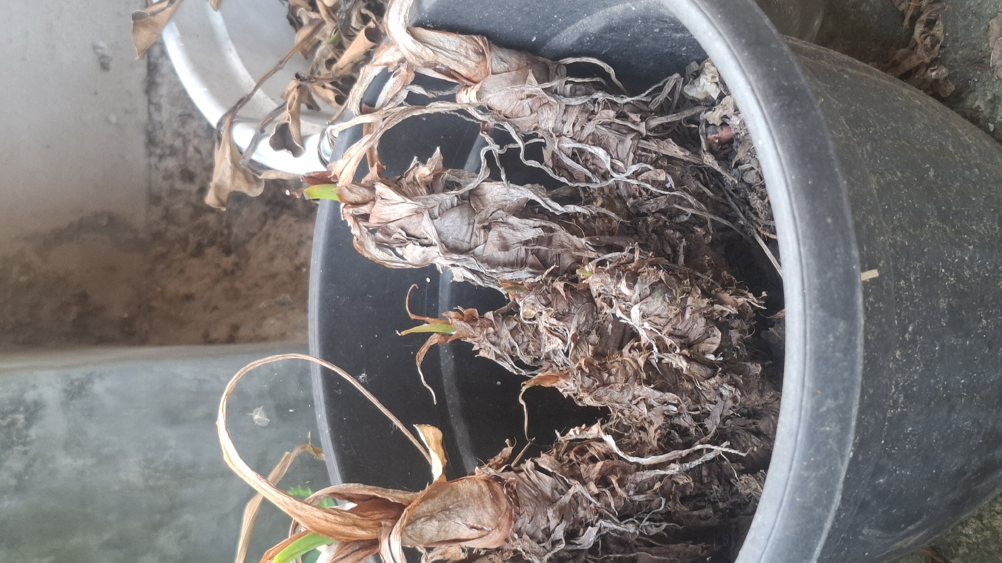 In Rahong, Indonesia, a black plastic pot contains several dry, brown plant bulbs with withered leaves. The bulbs appear desiccated, with visible stringy roots. Some of the bulbs have small green shoots emerging from the tops, indicating potential regrowth. The pot is situated outdoors, with a concrete wall and another white pot visible in the background. The ground appears to be made of concrete and dirt.