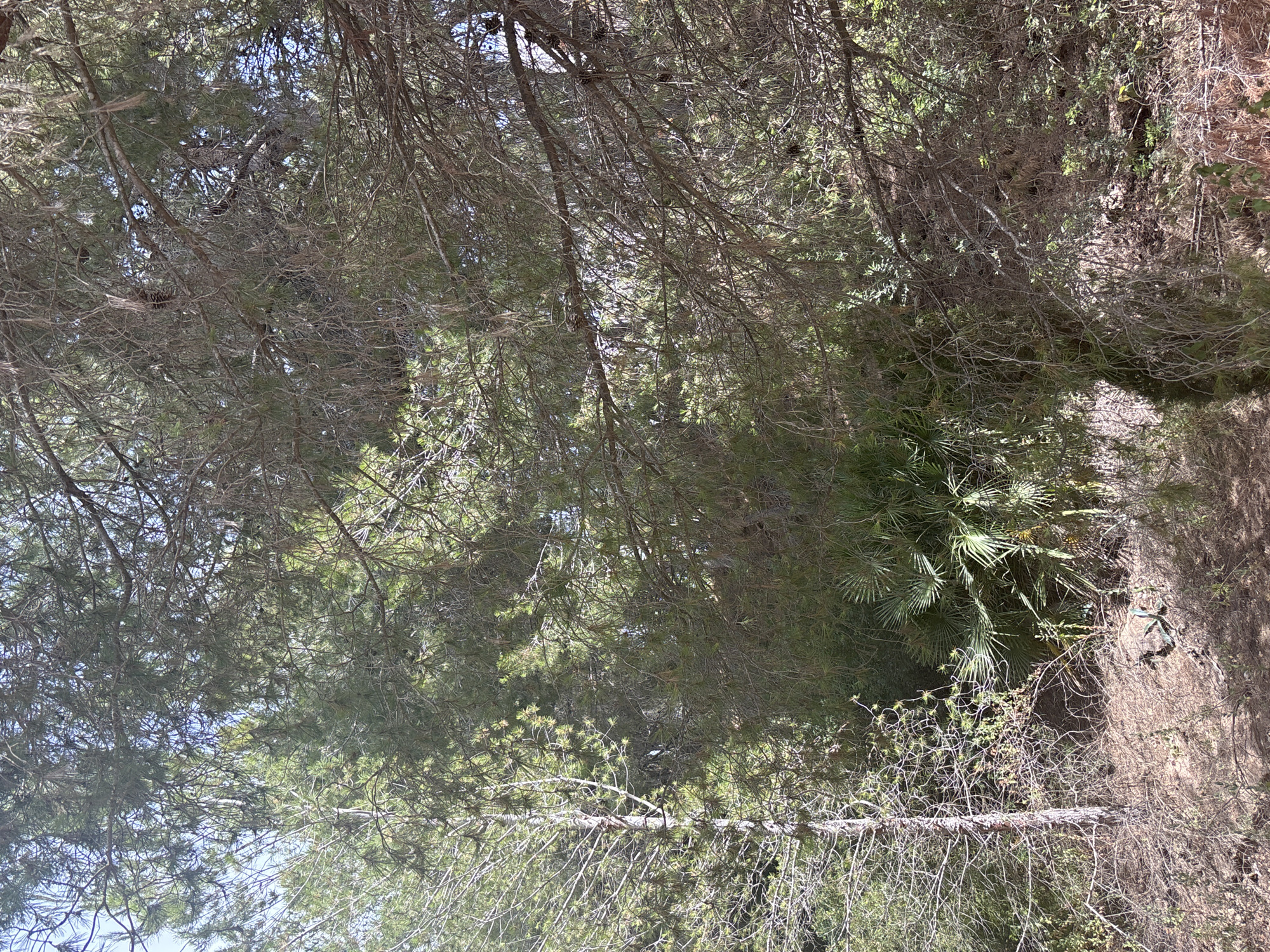 This media file is a photograph of a dense, sun-dappled forest scene. The camera is angled upwards, looking through a canopy of pine trees, with their thin needles and dry branches creating a textured, almost intricate pattern against the sky. Sunlight filters through the foliage, casting bright patches and deep shadows, suggesting it is daytime.
The primary subjects are the trees themselves, with a focus on the branches and needles of pine trees. There is also undergrowth visible, including some palm-like fronds, hinting at a warmer climate or a specific type of forest environment. The scene is natural and appears to be in a wilderness setting, possibly a forest or woodland area. There are no people or discernible man-made objects, with the exception of a very small, dark, possibly metallic object on the bark of a large tree trunk on the right side of the frame. This object is too indistinct to identify further.
The overall impression is one of a natural, overgrown, and somewhat wild environment. The play of light and shadow suggests a bright day. The lack of human activity and the dense natural elements create a serene, perhaps even slightly mysterious atmosphere. The time of day is likely midday or afternoon, given the brightness and angle of the sun. There is no visible text in the image.