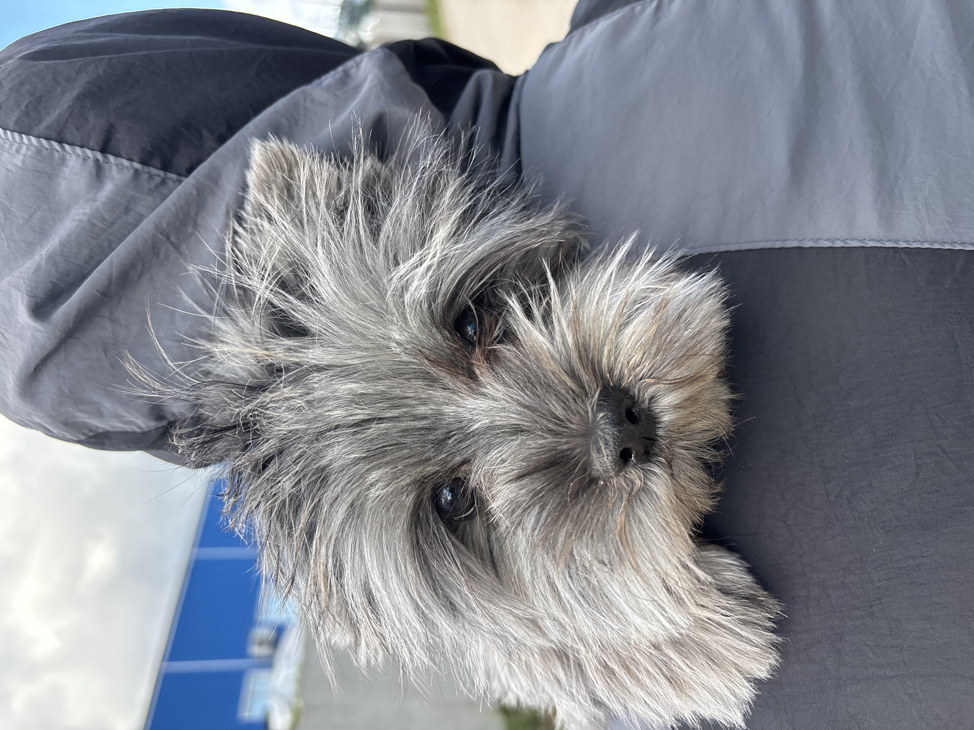 A gray, terrier-like dog with shaggy fur is being held in someone's arms, facing the viewer. The person holding the dog is wearing a gray and black jacket. The background is somewhat blurred, but a blue building can be partially seen. This image appears to be taken in an outdoor setting. Location, Chaikovsky, Russia.