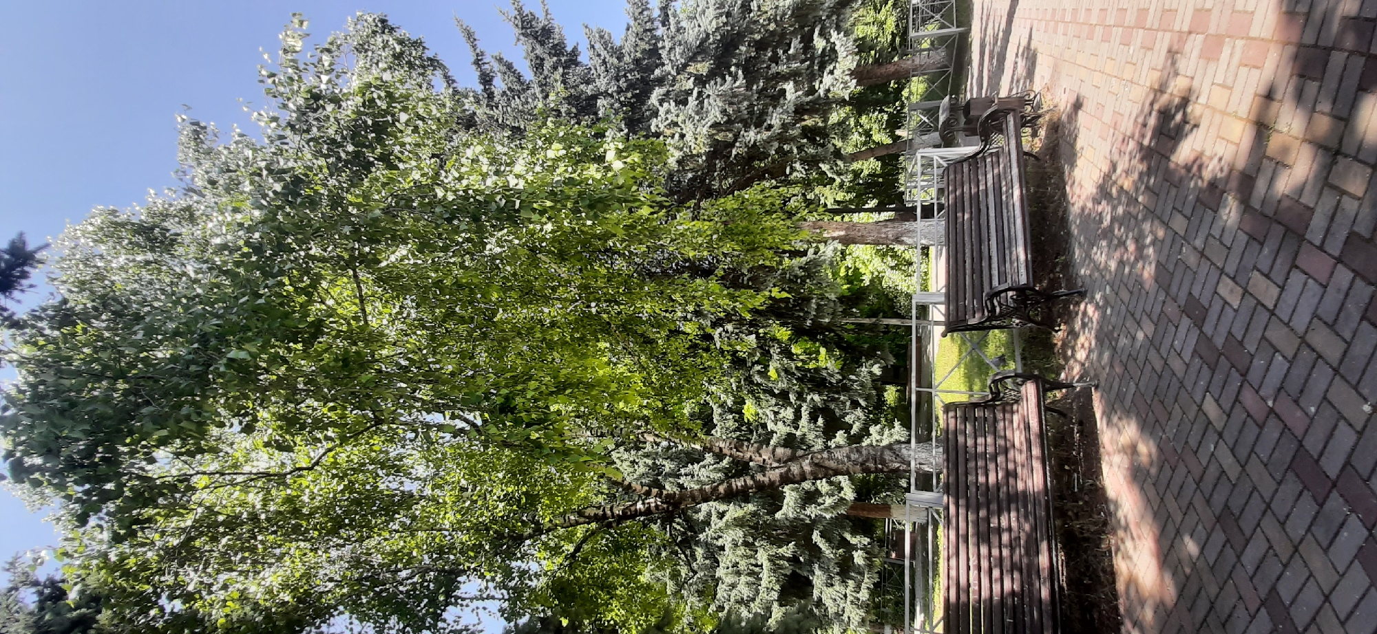 The image depicts a park scene with two empty wooden benches in the foreground, positioned on a brick pathway. Behind the benches, a white fence separates the pathway from a grassy area. A prominent birch tree with white-painted bark stands to the left, its leaves illuminated by sunlight filtering through. Behind the birch, evergreen trees form a dense backdrop, suggesting a natural environment. The sky above is clear and blue. The scene is devoid of people or any discernible activity. The overall impression is one of a peaceful, well-maintained park, likely located in Yessentukskaya, Russia, given the context provided.
