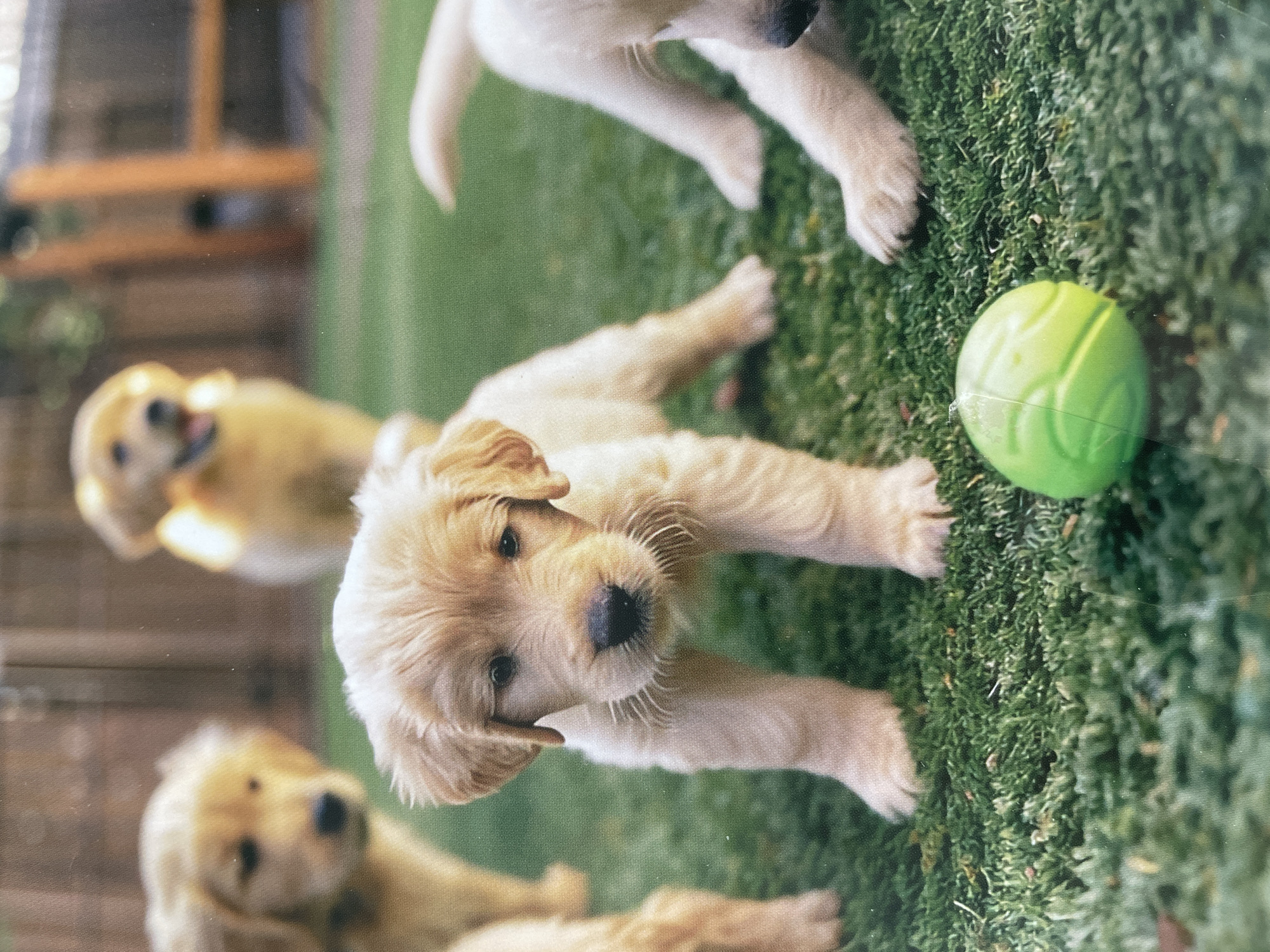 The image shows four golden retriever puppies on a grassy surface with a green tennis ball. One puppy is in the foreground, focused and looking directly at the camera, with its front paws extended. A second puppy is positioned behind and slightly below the first, while a third is partially visible in the background, appearing blurred near a wooden fence or structure. The fourth puppy is seen partially in the upper right of the image. The environment seems to be outdoors, likely a backyard or park. There is no indication that the image was taken in Sofia, Bulgaria.