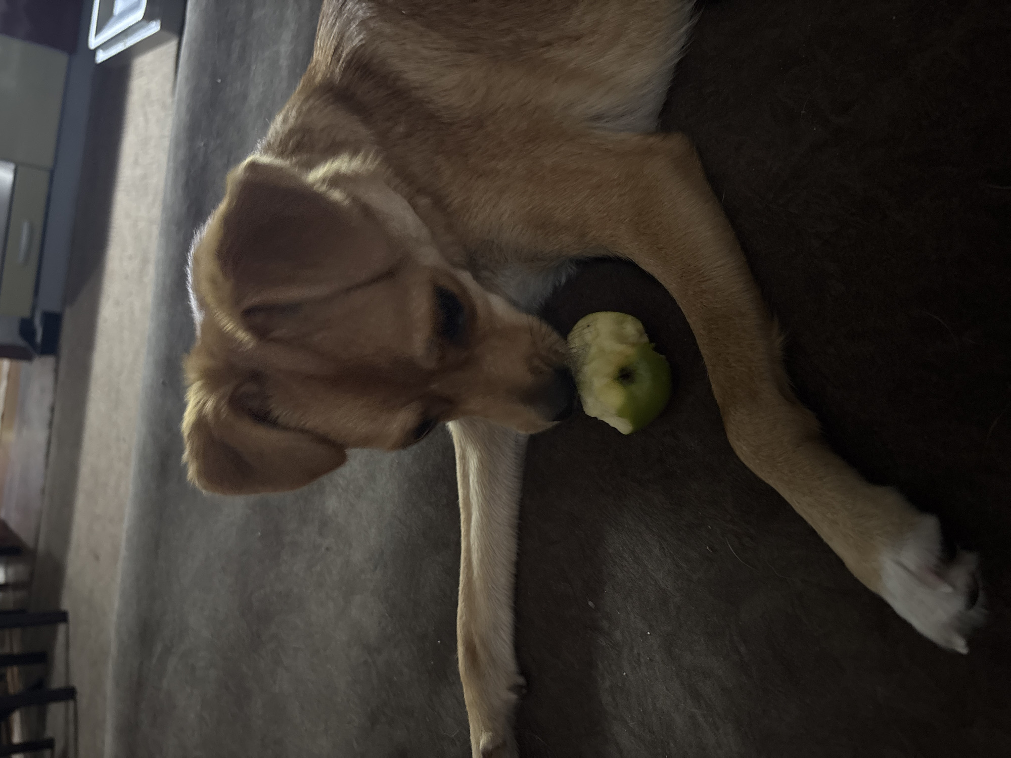 A medium-sized tan dog with floppy ears lies on a dark brown surface, possibly a couch. The dog is facing left and is eating a small piece of green apple. Its front legs are extended in front of it, and its head is lowered to the apple. The background is out of focus and appears to be an indoor setting with furniture visible. There is no information about the location in Vishnevka, Russia.