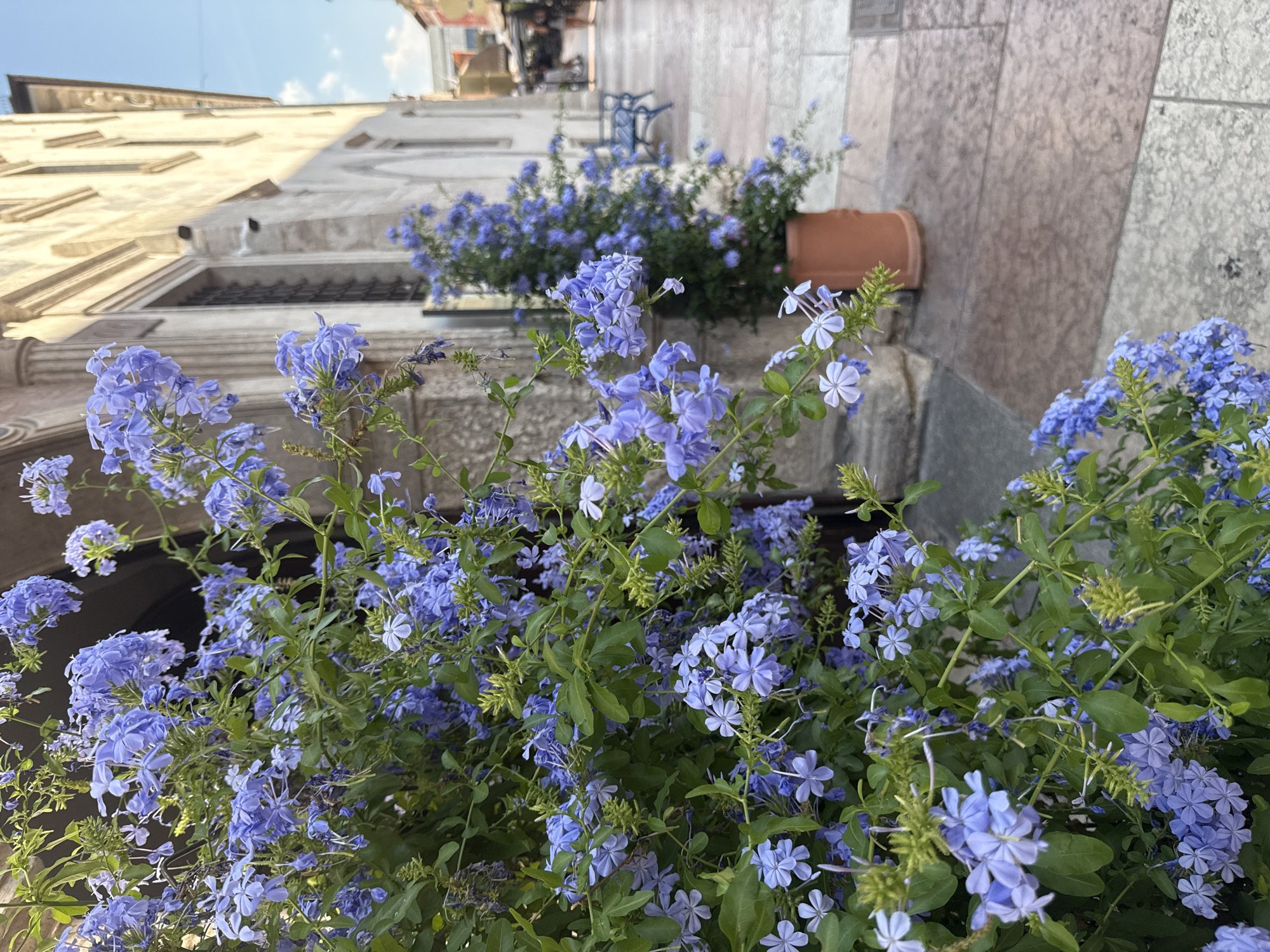 This is a ground-level, eye-level medium shot of a street scene in Trento, Italy, dominated by a dense planting of bright blue plumbago flowers in the foreground. The flowers, with their delicate five-petaled blossoms, spill out of planters and cascade down, creating a vibrant wall of color. Behind the flowers, the scene opens up to an old European street. To the left, a light-colored stone building with architectural details like arched windows and a projecting cornice suggests a historic setting. The building's facade is textured and weathered, indicating its age. To the right, a stone-paved walkway leads into the distance, lined with similar stone structures. In the background, hints of other buildings and possibly a streetlamp are visible, along with the faint silhouette of a person in the distance. The sky is a pale blue, suggesting it is daytime, possibly late afternoon given the soft lighting. The overall impression is one of urban charm and natural beauty coexisting, with the vivid blue flowers providing a striking contrast to the muted tones of the architecture. There is no visible text in the image.
