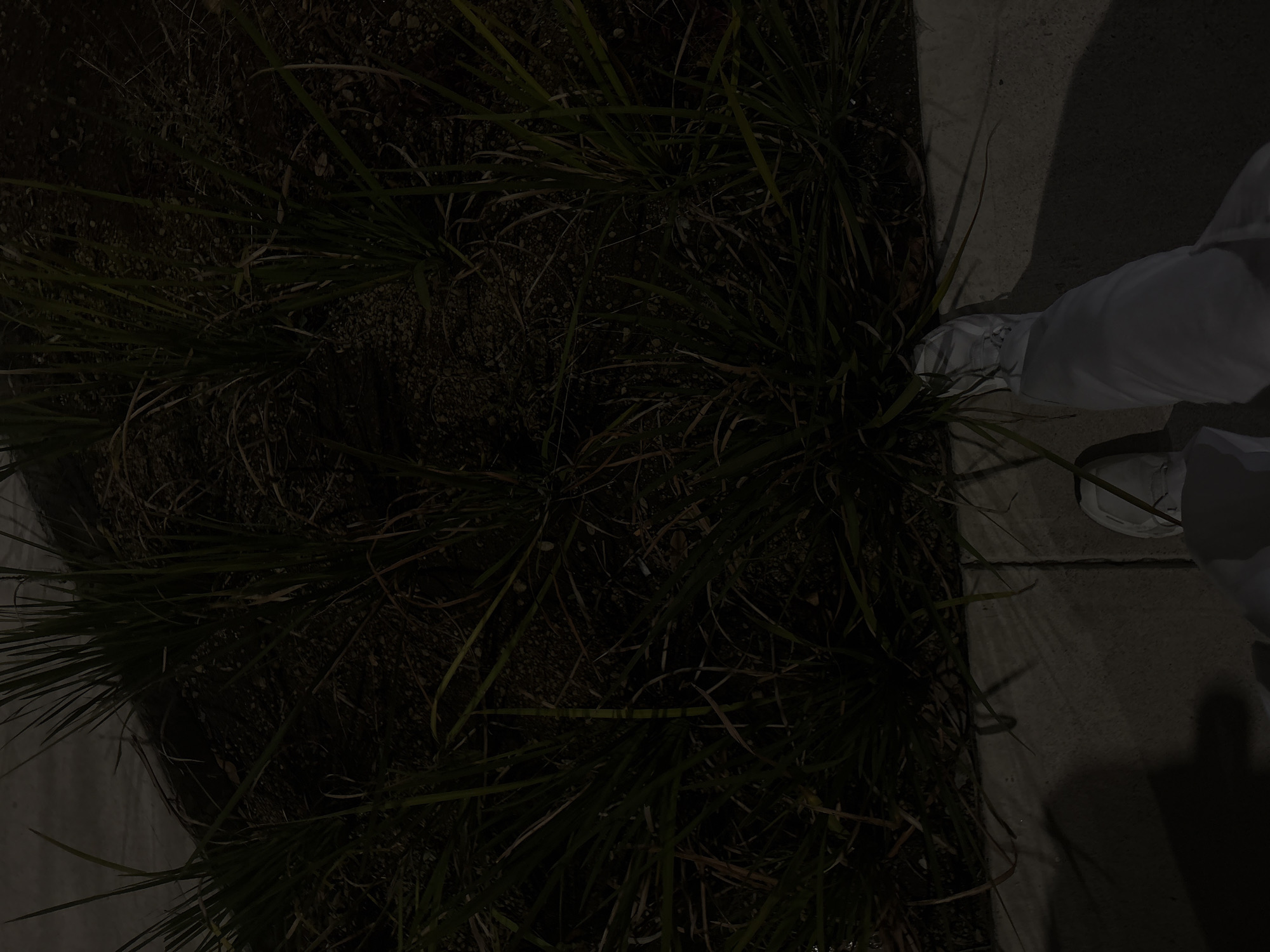 A nighttime top-down shot shows vegetation alongside a sidewalk. A person in white clothing and shoes stands on the sidewalk. The location appears to be a city street in Puebla, Mexico. The lighting is dim. The vegetation is a mix of grasses and ground cover.