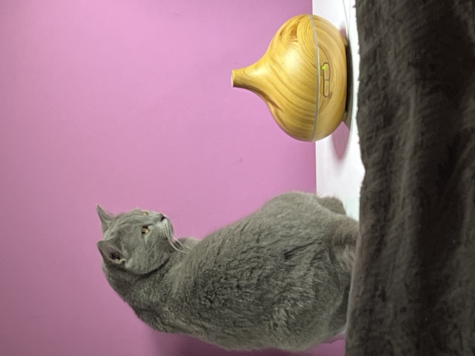 A gray cat lies on a surface, looking up at a light wooden-colored diffuser that is mounted on a white wall against a pink background. A dark brown, possibly furry, object is located to the right of the diffuser. The scene is indoors, likely in a domestic setting. Location information not available.