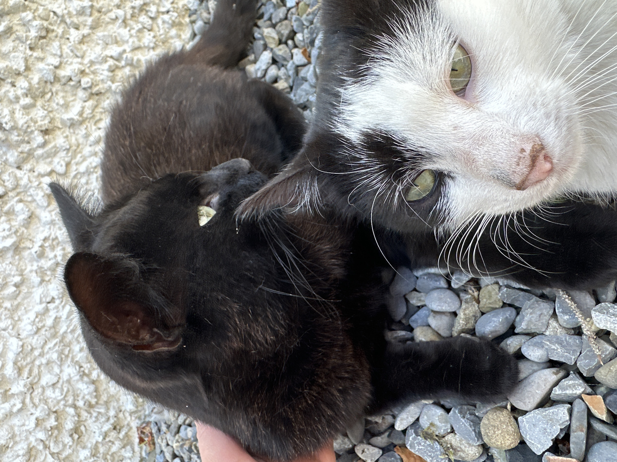 A close-up, eye-level shot captures two cats on a bed of gravel. The cat in the foreground is black and white with green eyes, and its face occupies the right half of the frame. The second cat, entirely black with green eyes, is positioned behind and to the left of the first cat, with its head and upper body visible. A human hand is gently touching the black cat's head. The background consists of a textured, light-colored wall. The setting is outdoors. The image does not provide any information about the location in Moortown, Ireland.