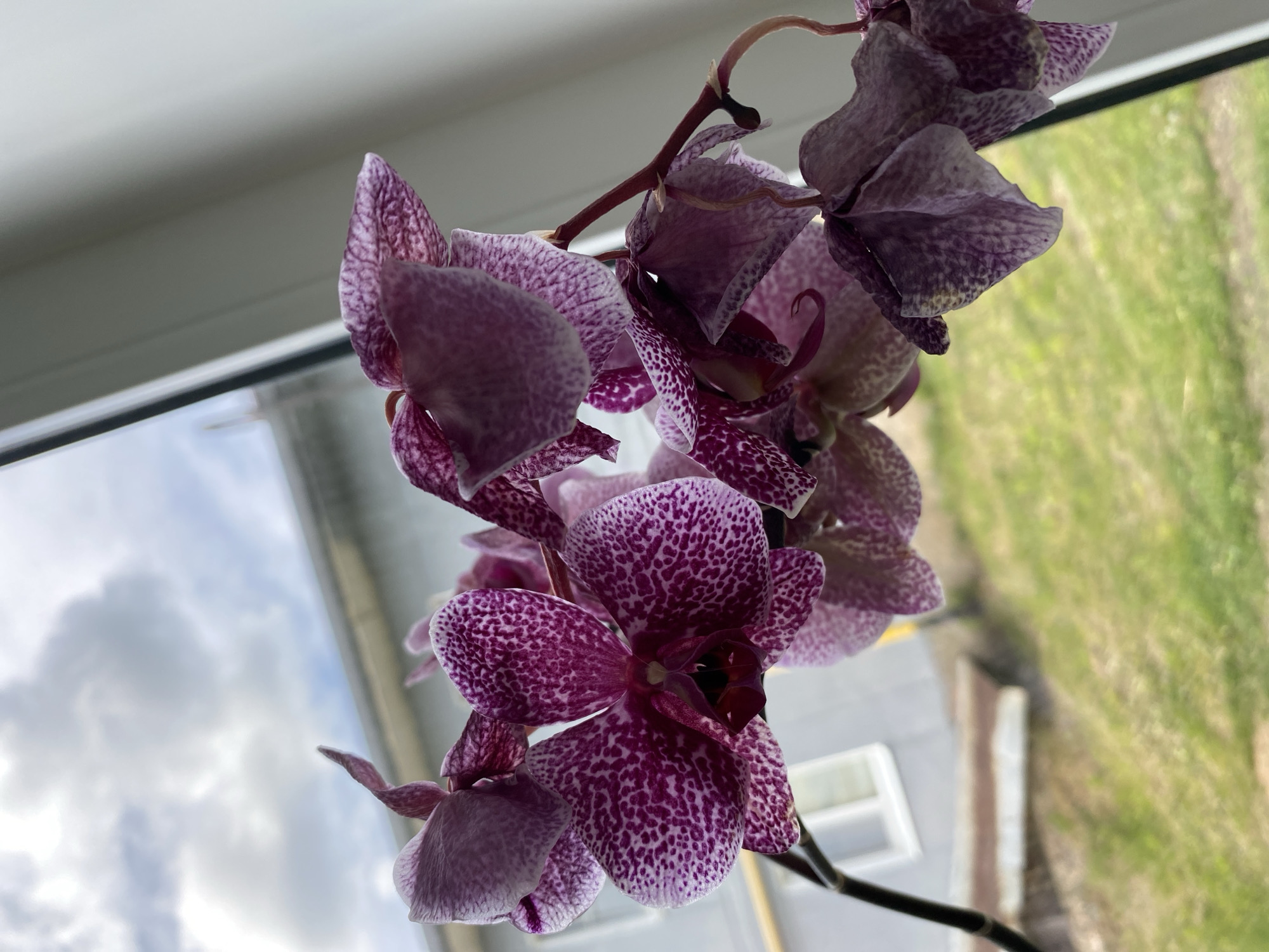 A close-up photograph features a cluster of vibrant purple and white speckled orchids, blooming on a dark stem. The flowers display intricate patterns of dark purple spots against a lighter, almost white or pale purple background, with a rich, deep purple center on some petals.
The orchids are positioned indoors, in front of a window, which serves as the background. The upper part of the window frame, a bright white, is visible along the top edge of the image. Through the left side of the window, a cloudy sky can be seen, indicating an overcast or partly cloudy daytime. On the right side, outside the window, there is a prominent view of a lush green area, likely grass or a field. Below this green expanse, a portion of a grey building with a white-framed window is subtly visible, suggesting an urban or residential setting.
The natural light filtering through the window illuminates the delicate textures of the orchid petals. No specific activity is taking place, but the image beautifully captures the plant's bloom within its indoor environment, offering a glimpse of the outside world. The scene is set in Kauchuk Stantsiya, Russia. There is no visible text in the media file.