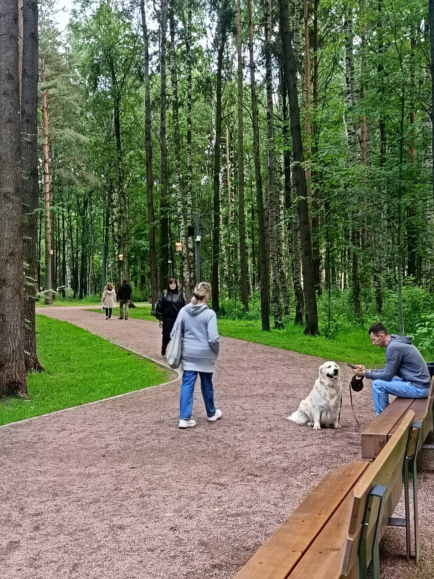 The image depicts a serene park scene in Saint Petersburg, Russia, likely during daylight hours, given the ample natural light filtering through the trees. The setting is a well-maintained park with a curving gravel path bordered by lush green grass. Tall, slender trees, predominantly birches and pines, form a dense canopy overhead, creating a dappled effect of light and shadow on the ground.
Several individuals are present, engaged in leisurely activities. In the foreground, a person in a grey hoodie and blue jeans walks away from the camera, their back to the viewer, carrying a light-colored bag. Further down the path, another person is seen from behind, wearing a black jacket. Two other figures, a woman in a light-colored coat and a man in a dark jacket, are walking away from the camera on the path.
To the right, a man sits on a wooden bench, wearing a grey hoodie and blue jeans. Beside him sits a large, fluffy white dog, likely a Golden Retriever or similar breed, looking towards the man. The man appears to be interacting with the dog, holding a small object, possibly a treat or a toy. The presence of birdhouses attached to some of the trees suggests a focus on nature and wildlife within the park.
The overall atmosphere is tranquil and relaxed, with people enjoying a walk and the company of their pets in a natural, wooded environment. The weather appears to be pleasant, suitable for outdoor activities. There is no visible text in the image.