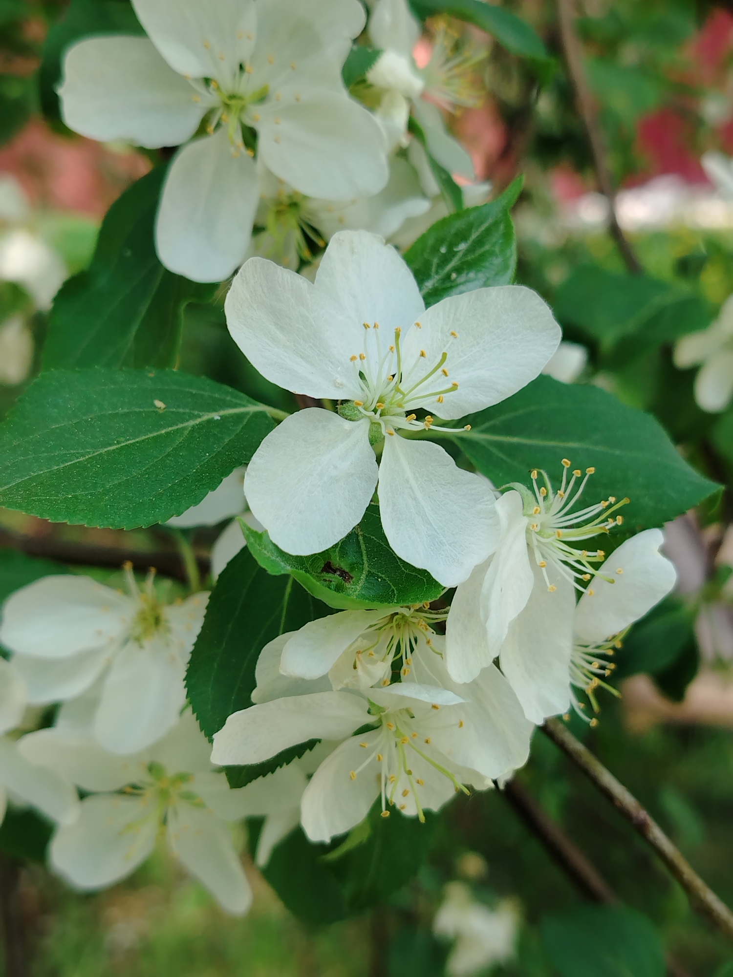 The image shows a close-up of white blossoms, likely from a crabapple or similar flowering tree, against a background of green foliage and blurred hints of red and pink, possibly other flowers or trees. The blossoms are in various stages of bloom, with some fully open and others partially closed. The yellow-tipped stamens are prominent. The leaves are green and textured, with visible veins. The location is implied to be Noviy, Russia.