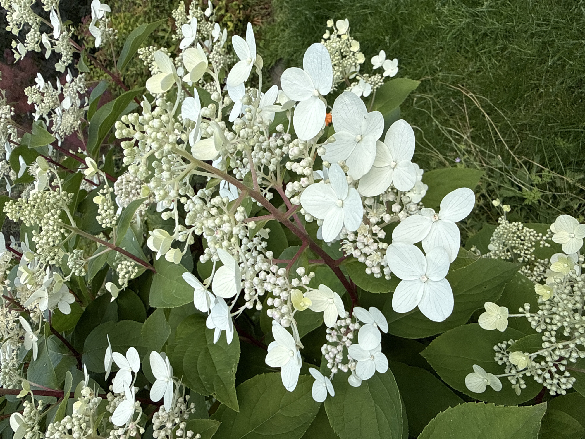 The image displays a close-up view of a flowering hydrangea bush, likely in a garden setting. The dominant colors are various shades of green from the leaves and grass, and white from the abundant blossoms. The hydrangea features clusters of small, unopened buds and larger, more open flowers with delicate, petal-like sepals. Some of these larger flowers are white, while others are a pale green, suggesting they are either young or beginning to fade. The stems of the plant are a reddish-brown. The background is a mix of more foliage and a grassy area, hinting at an outdoor environment. There are no people or animals visible in the image. The context of "Залесье Снт, Russia" suggests this scene is located within a horticultural cooperative or garden community in Russia.