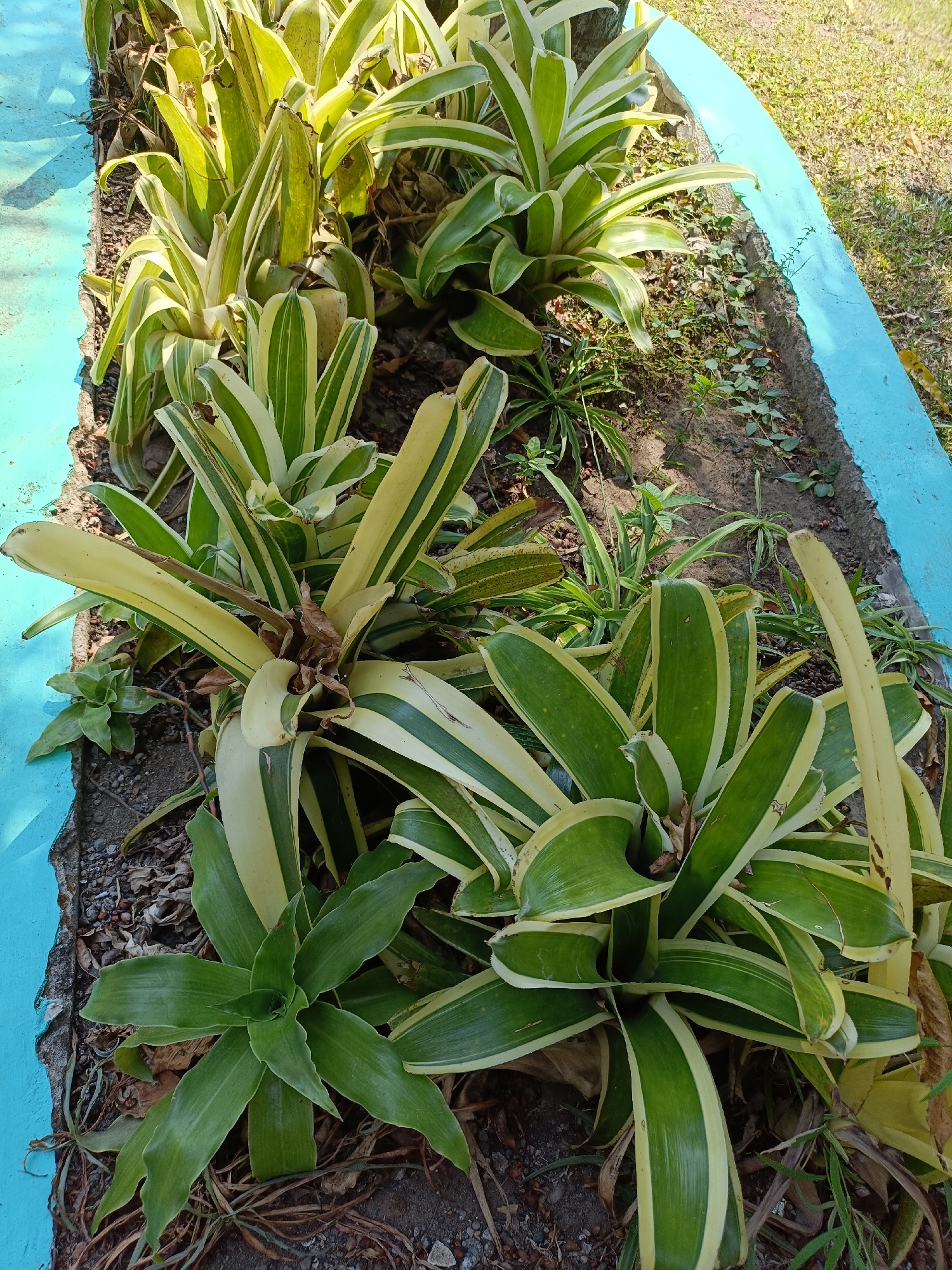 The image shows a close-up, high-angle view of a garden bed with several variegated bromeliads and other foliage. The plants have long, strap-like leaves with alternating green and creamy-yellow stripes. They are arranged in a row alongside a bright turquoise-colored border made of concrete. The ground is covered with soil, small stones, and dried leaves. In the background, a patch of grass and shadows suggest an outdoor, sunny environment. The scene is likely located in a residential or public garden area within Kediri City, Indonesia, given the visual cues of tropical vegetation and common landscaping practices. There are no people or specific actions depicted.