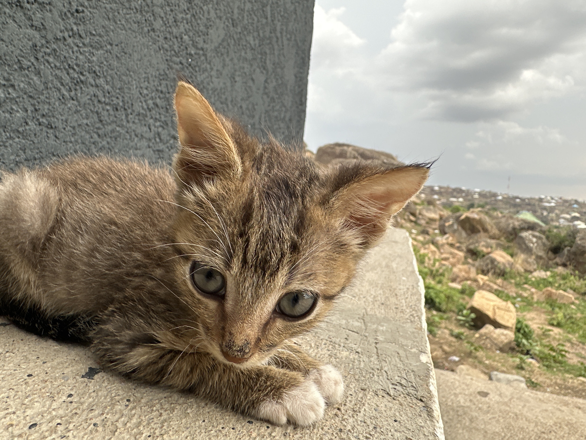 A close-up photograph shows a kitten resting on a concrete surface, likely a ledge or wall. The kitten has tabby markings, with gray and brown fur, large eyes, and white paws. To the kitten's left is a gray textured wall. In the background, the landscape reveals a view of Jos, Nigeria, characterized by scattered buildings, rocky terrain, and vegetation, set against a cloudy sky.
