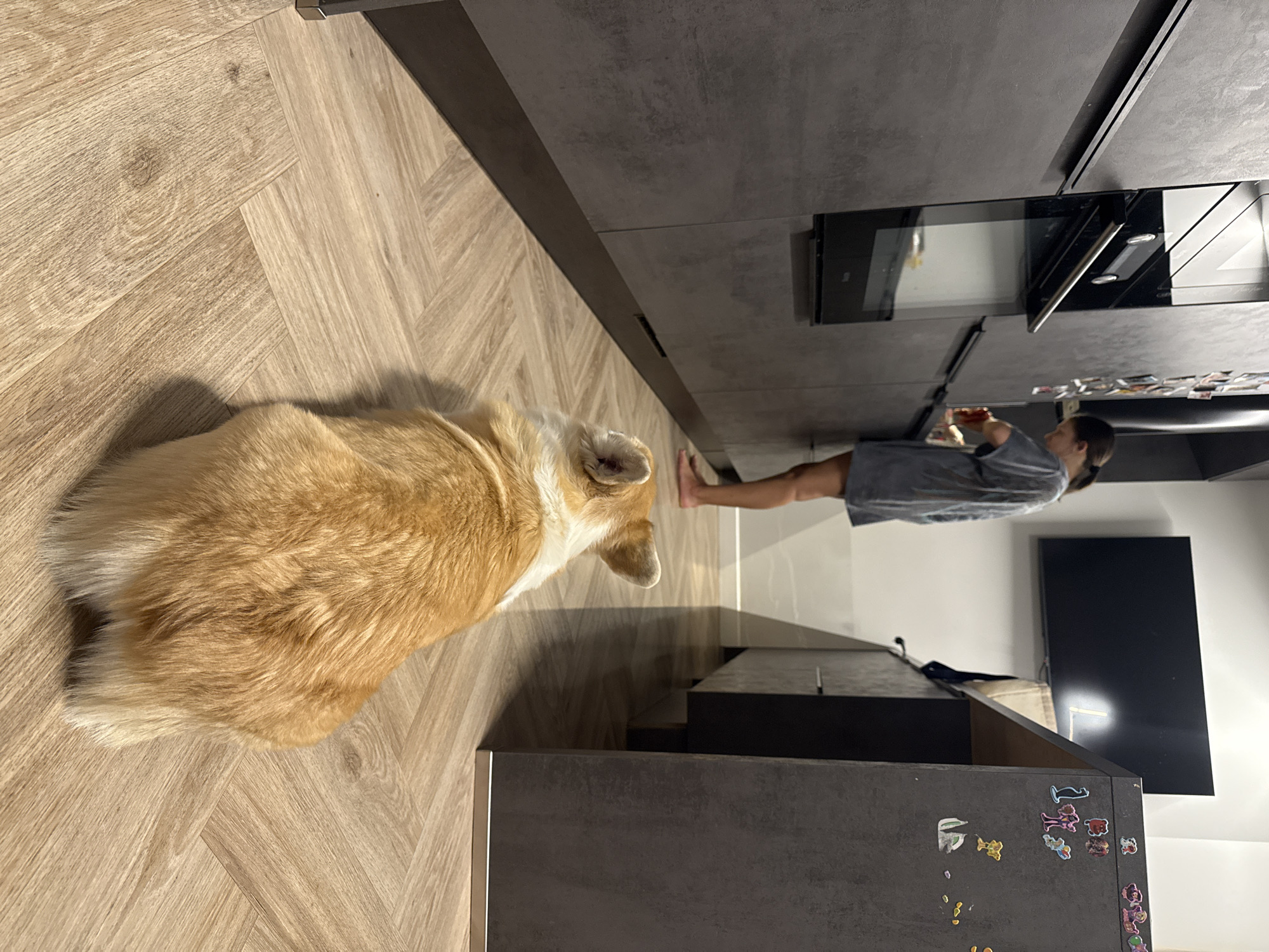 A blonde corgi dog lies on a light-colored, diagonally-laid wood floor. Next to the dog is a dark gray kitchen cabinet. A woman is standing near the cabinet with the oven open, holding something in her hand. A television is on the wall. Small magnets are on the side of the dark gray kitchen cabinet. The location could be a residential kitchen in Krasnoyarsk, Russia, though no features in the image confirm this.