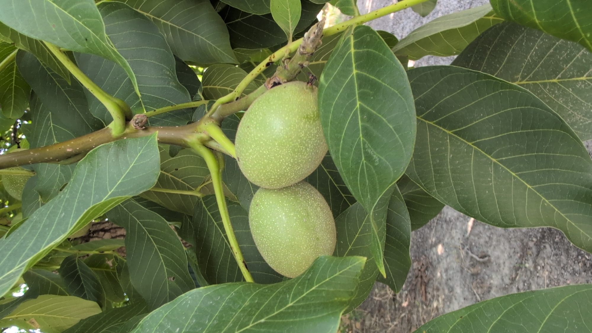 The image is a close-up, eye-level shot of two green, unripe walnuts hanging from a branch of a walnut tree, surrounded by large, dark green leaves. The walnuts are oval-shaped and have a slightly textured surface with small, light-colored dots. The branch they are attached to is brown with some lighter speckling and appears to be part of a larger branch system. The leaves are broad with prominent venation and are casting shadows. The background shows a blurred area of light-colored ground with some dry debris, suggesting an outdoor environment. There are no people or animals visible in the image. This image was likely taken in Izmail, Ukraine, during the growing season.