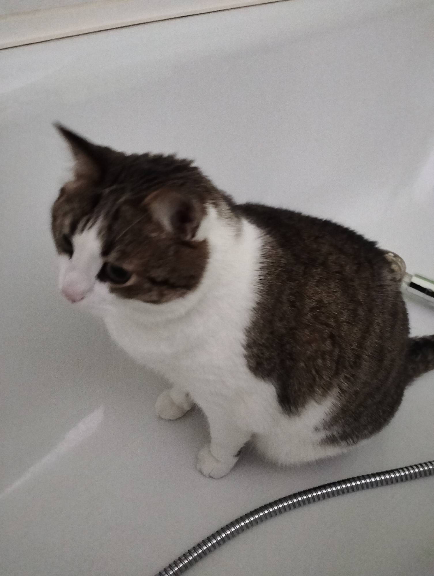 A medium-shot, high-angle photograph shows a cat sitting in a bathtub. The cat is predominantly white with brown patches on its head, back, and tail. It faces the left of the frame. A coiled metal shower hose is visible in the lower right corner of the bathtub. The backdrop is the smooth, white surface of the tub. The image's location within Krykhivtsi, Ukraine is unsubstantiated.