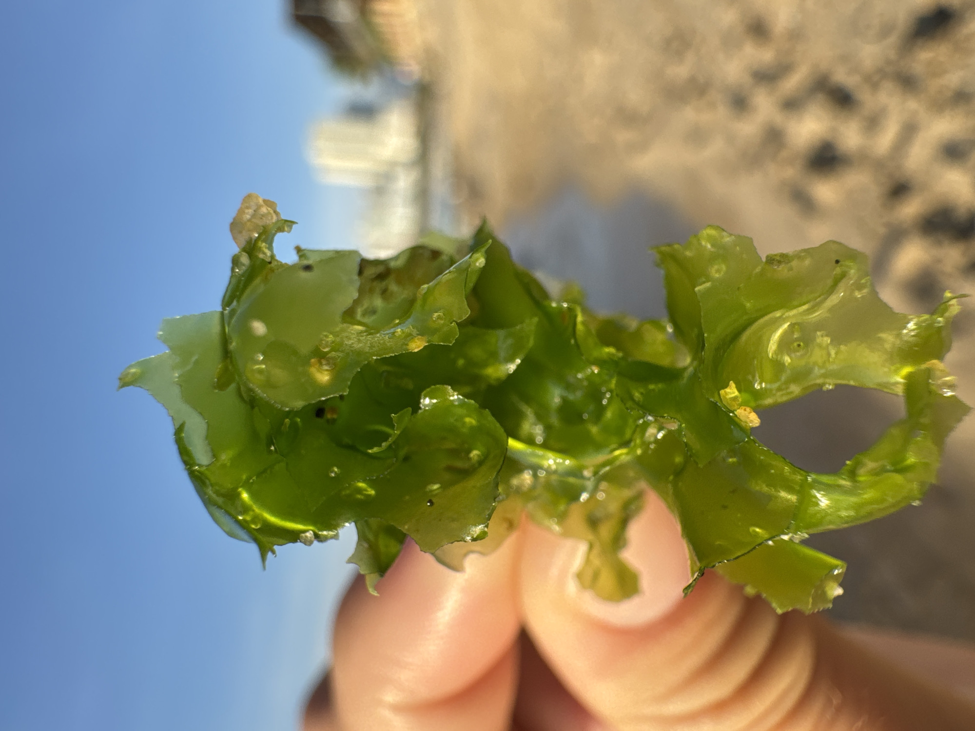 A close-up shot shows a hand holding a piece of green seaweed with ruffled edges. The seaweed is glistening with water droplets. In the background, the sandy shore of a beach is visible, with the calm blue ocean meeting the sand. The sky above is clear and blue. Further in the distance, a blurred view of buildings and possibly palm trees can be seen. The image appears to have been taken in Nha Trang Ward, Vietnam, given the architectural style of the distant buildings and the typical beach scenery.