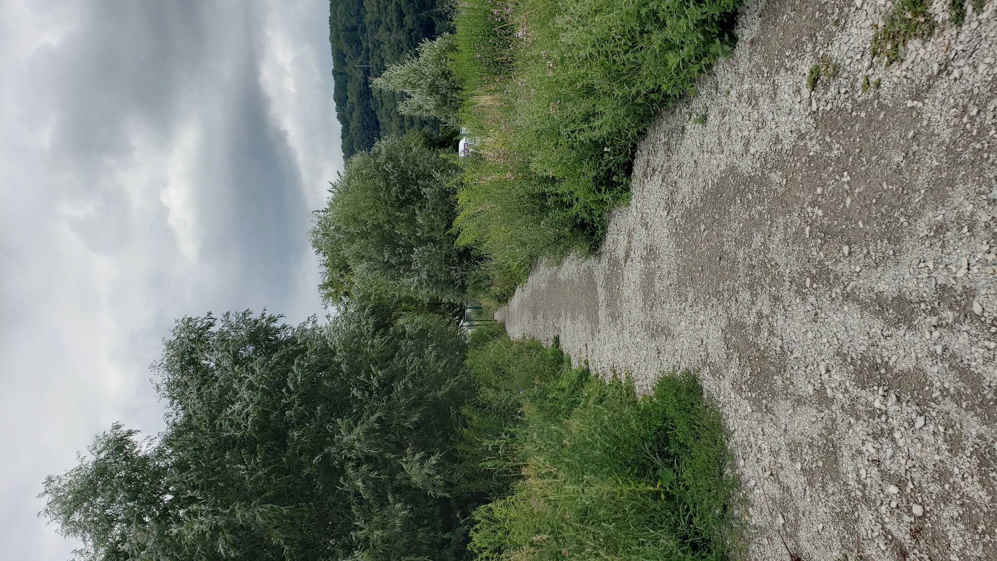An outdoor, vertical, full shot captures a gravel pathway leading into a dense, green landscape under a cloudy sky. The path, composed of small grey stones and dirt, is flanked by abundant green foliage and trees on either side, with some wildflowers interspersed among the plants. In the background, a line of trees forms a dark green hill against the overcast sky. A faint glimpse of a white vehicle is visible behind the foliage to the right. The scene suggests a natural park or a rural area within or near the city of Prešov, Slovakia, possibly a walking trail in a park or along the outskirts.