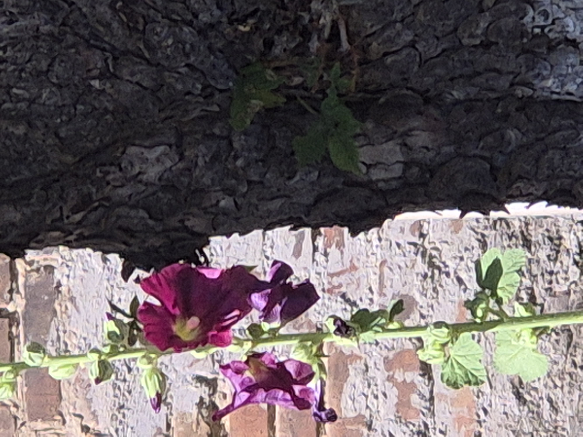 The image shows a close-up of a flowering plant with dark pink and purple blossoms and green leaves, positioned vertically along the left side of the frame. The plant is growing in front of a brick wall. To the right of the plant is the textured bark of a tree trunk. In the background, the brick wall appears weathered and shows variations in color, suggesting it might be an outdoor setting. The lighting suggests it is daytime, with sunlight casting shadows. The overall scene is naturalistic and likely depicts a garden or a natural area within the city. There are no people or animals visible in the image. The location is identified as Sozonivka, Ukraine.