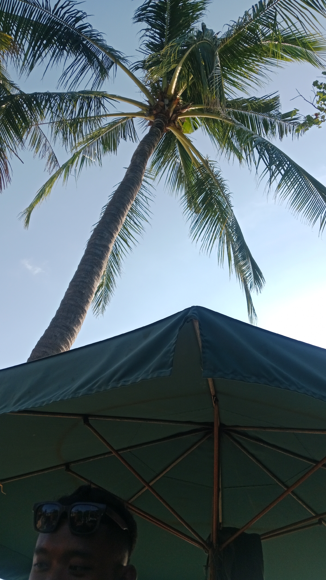 This is a vertical, low-angle shot captured from beneath a dark green umbrella, looking up towards a tall, slender palm tree against a clear, pale blue sky. The umbrella's structure of wooden ribs is visible through the fabric, and a person's head, wearing dark-rimmed sunglasses, is partially visible in the lower left corner of the frame. The palm tree is leaning to the left, its trunk textured with horizontal ridges, and its fronds are fanned out at the top. The lighting suggests it is daytime, possibly late afternoon due to the warm tones on the umbrella's fabric. The scene appears to be outdoors, likely in a tropical location like Kuta, Indonesia, given the presence of palm trees and the general ambiance of a beach or resort setting.