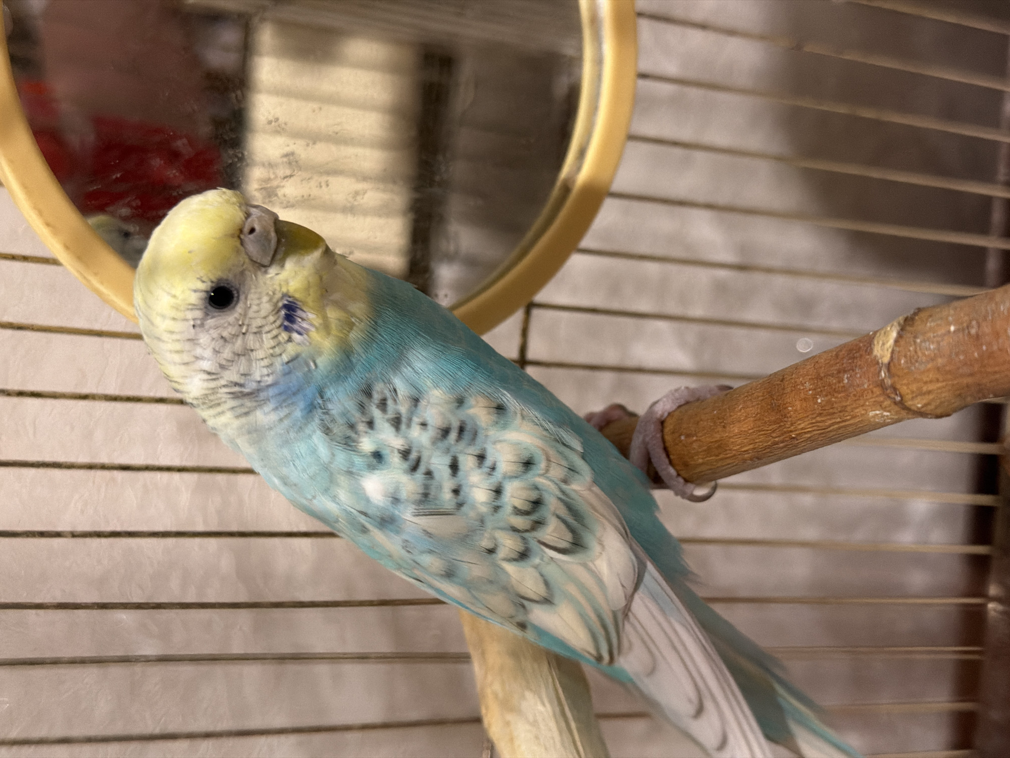 A budgerigar, predominantly blue and yellow with black markings on its wings, is perched on a wooden dowel inside a cage. The cage bars are visible in the background, and a yellow-rimmed mirror is positioned to the right of the bird, reflecting a blurry red object. The budgerigar is looking towards the right, its eye clearly visible. The lighting is dim, casting a shadow on the right side of the image. The location is unknown.