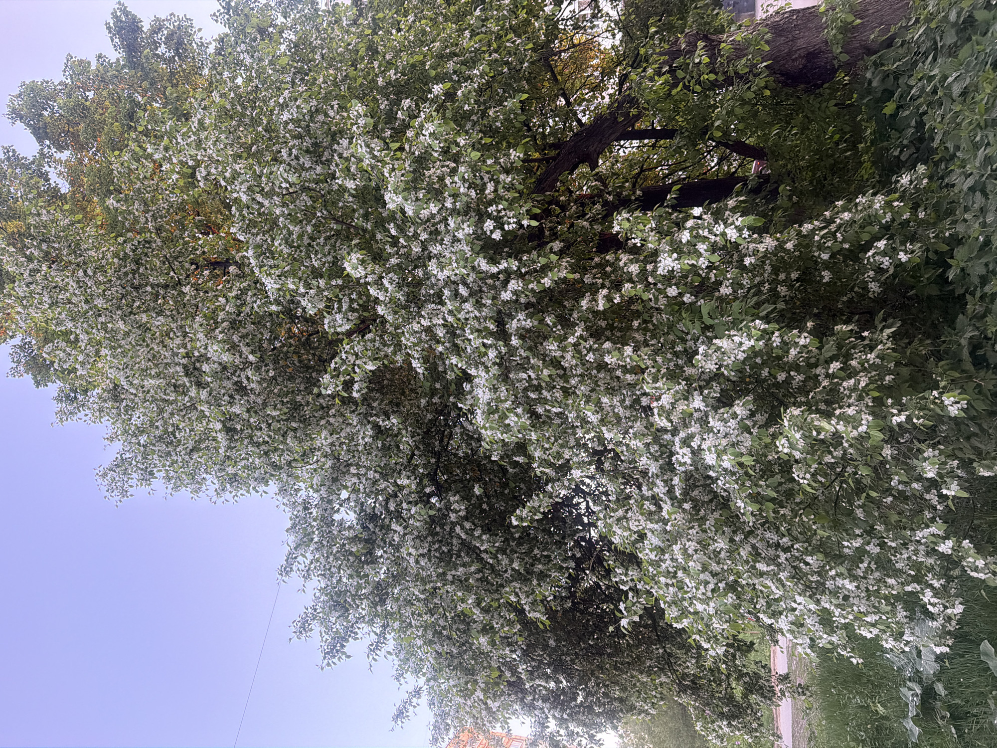 The image shows a tree with white flowers and green leaves, filling most of the frame. A light blue sky is visible in the lower left corner. The location is likely in a park or urban area within Chaikovsky, Russia, given the presence of trees and vegetation, combined with the quality of the original picture. There are no people visible in the image.