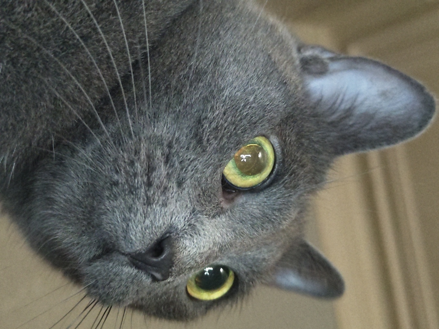 A close-up, eye-level shot captures a Russian Blue cat's head and shoulders against a blurred, neutral background. The cat, facing right and looking upwards, is predominantly gray with striking green eyes. Its left ear is clearly visible, angled upwards and slightly forward. The right eye is partially obscured by the angle of the head, but its green iris and black pupil are discernible. The cat's nose is a dark gray, and its whiskers extend outwards. The fur appears dense and soft. The lighting highlights the cat's facial features, particularly its eyes and the texture of its fur. The shallow depth of field blurs the background, drawing all attention to the feline subject.