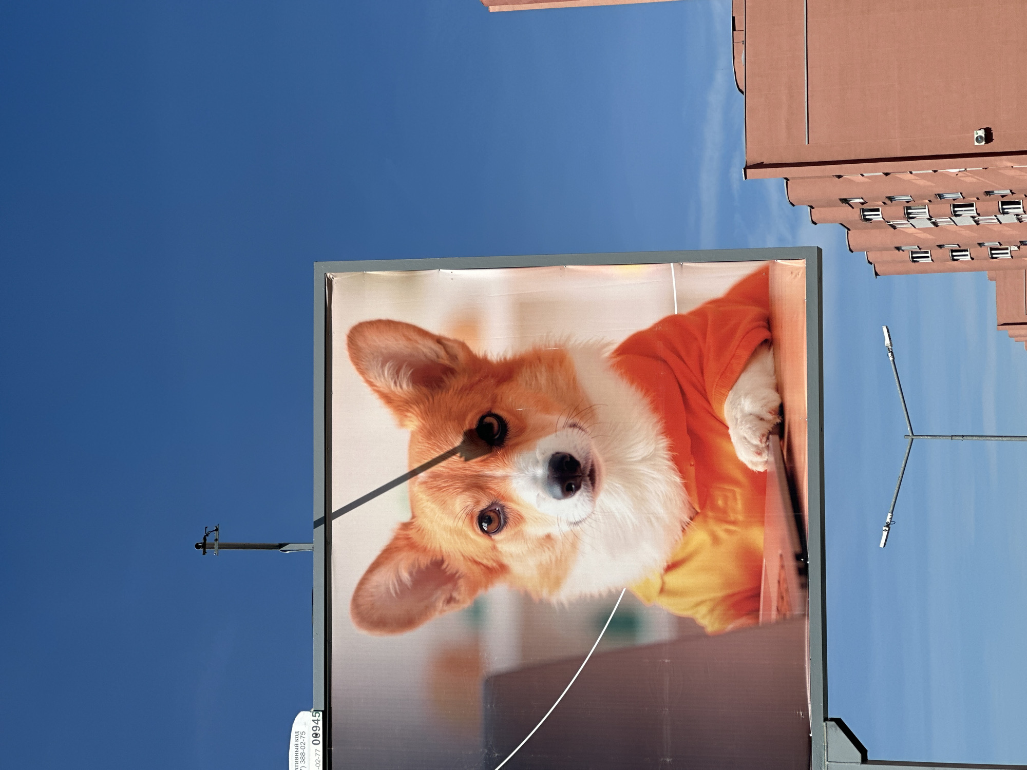 A corgi dog wearing an orange shirt sits in front of a laptop on a billboard in Minsk, Belarus. The billboard is supported by a grey metal frame. A thin black line extends from the top of the billboard, crossing the corgi's face and obscuring part of its right eye. In the background, a pink building with multiple windows and an air conditioning unit is visible against a clear blue sky. A streetlamp with a white light fixture is positioned in the lower half of the image, also against the blue sky. The billboard displays text in Russian, including "КОД", "00945", and a phone number.