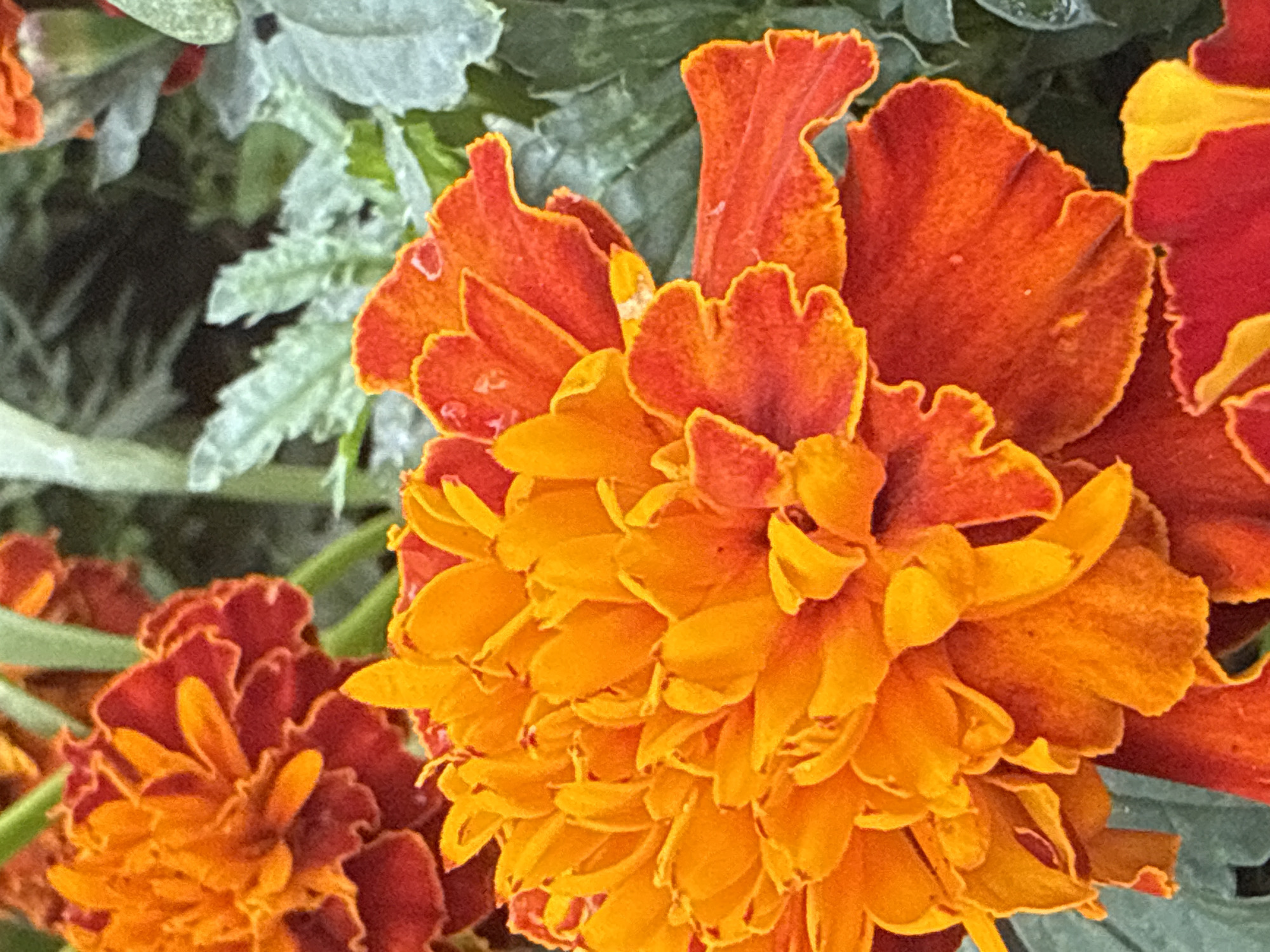 A close-up, high-angle shot showcases a cluster of vibrant marigolds in various shades of orange and red, set against a backdrop of muted green foliage. The flowers exhibit intricate petal formations, with some showing dew drops. The scene appears to be outdoors, possibly in a garden within the city of Oktyabrskoye, Russia, though no specific landmarks are visible. The lighting is natural, casting soft shadows and highlighting the textured surfaces of the petals. No individuals or specific actions are depicted.