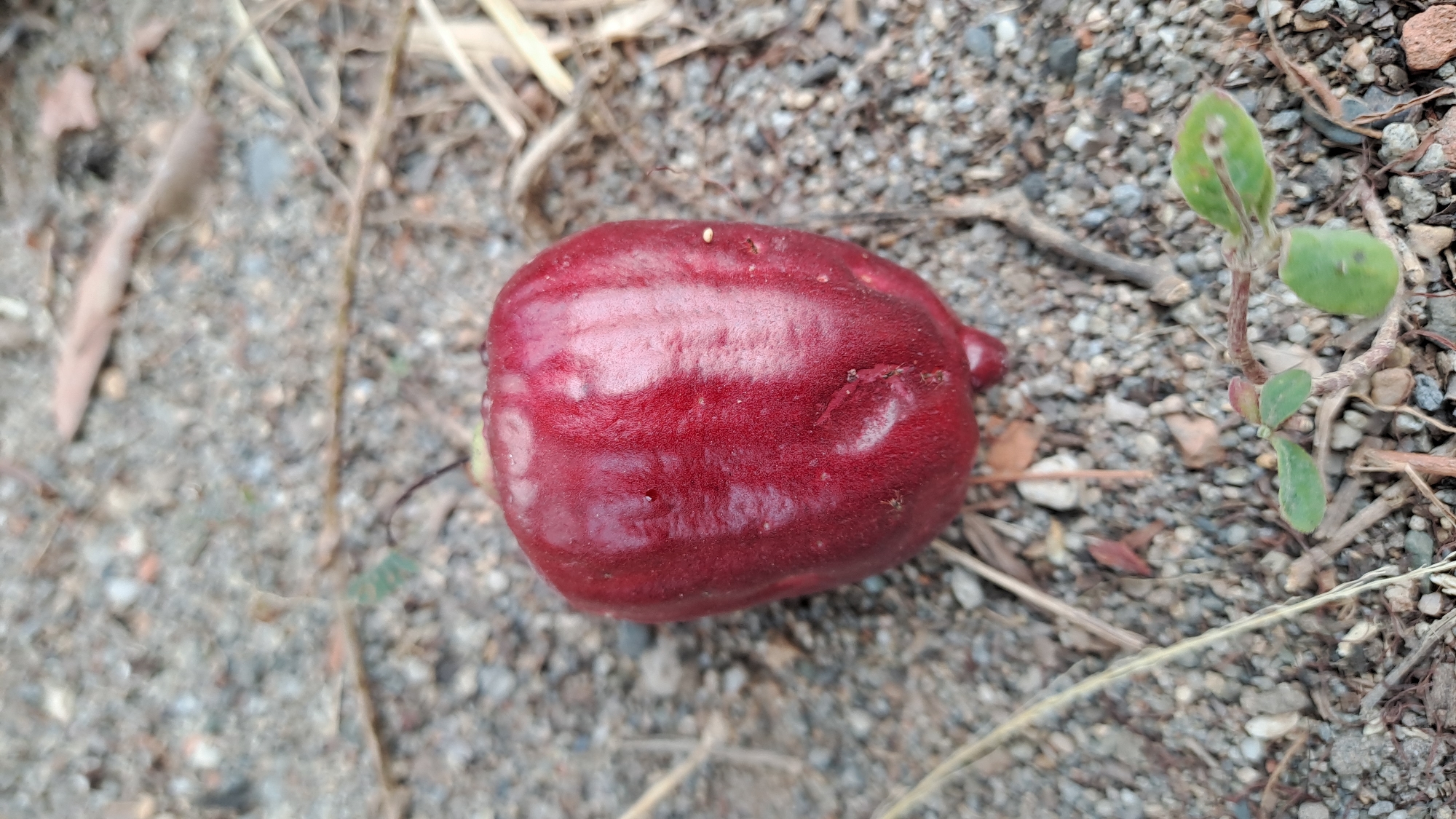 A close-up, eye-level shot captures a single, dark red, bell-shaped fruit resting on a bed of small grey and brown gravel. The fruit's surface is smooth with subtle vertical indentations and appears slightly wet, with a few small droplets visible. A slender, dark stem emerges from the top of the fruit. Two small, bulbous protrusions are visible at the bottom of the fruit. The background is a textured mix of gravel, dry brown leaves, and sparse green foliage, suggesting an outdoor setting. There are no people or animals present in the image.