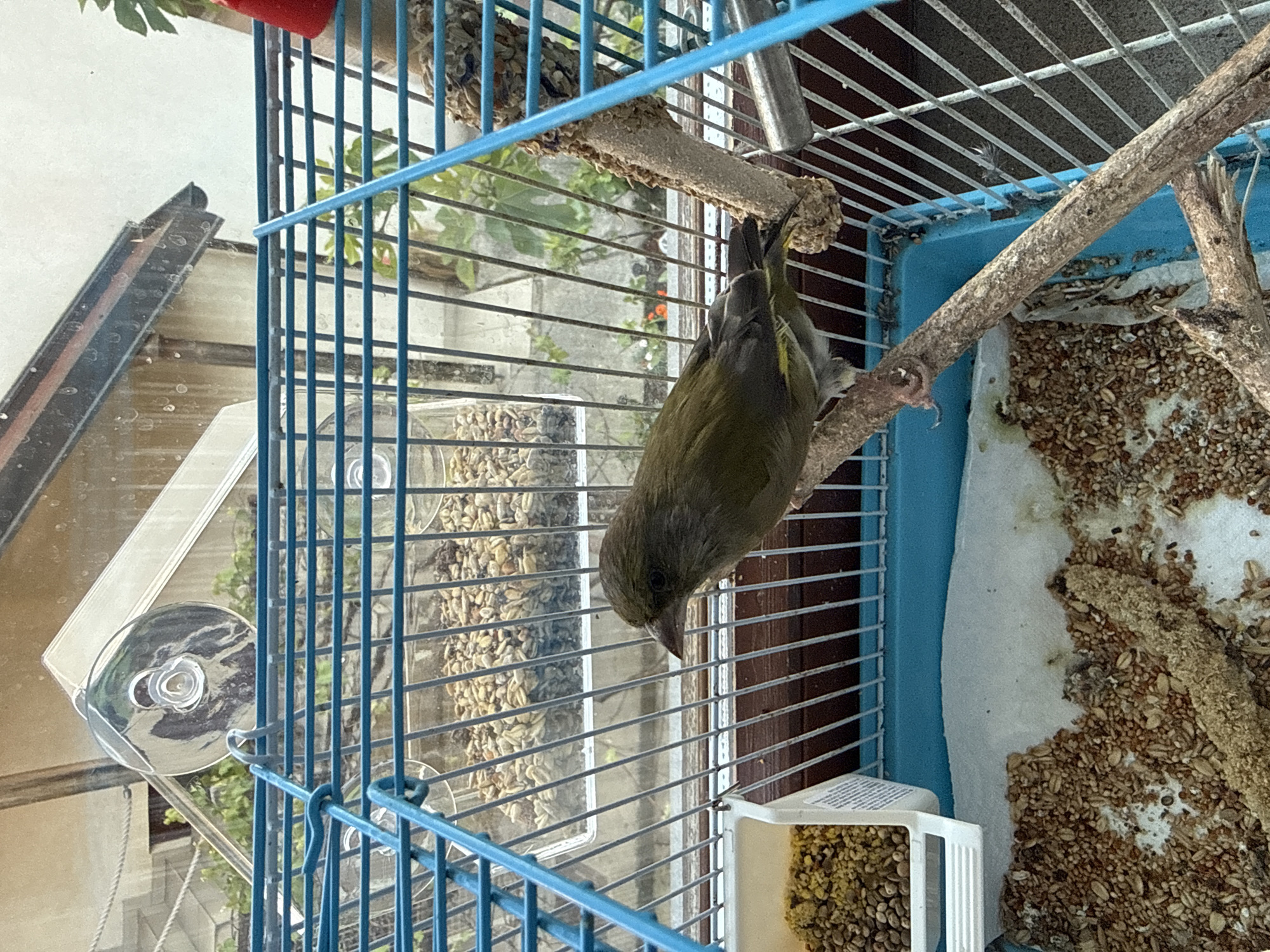 A bird, possibly a European greenfinch, perches inside a blue wire cage. The cage contains a wooden perch, a food container filled with seeds, and birdseed scattered on the bottom. The cage is positioned near a window, with a partial view of a building exterior reflected in the window. The image was taken in the city of City of Zagreb, Croatia.