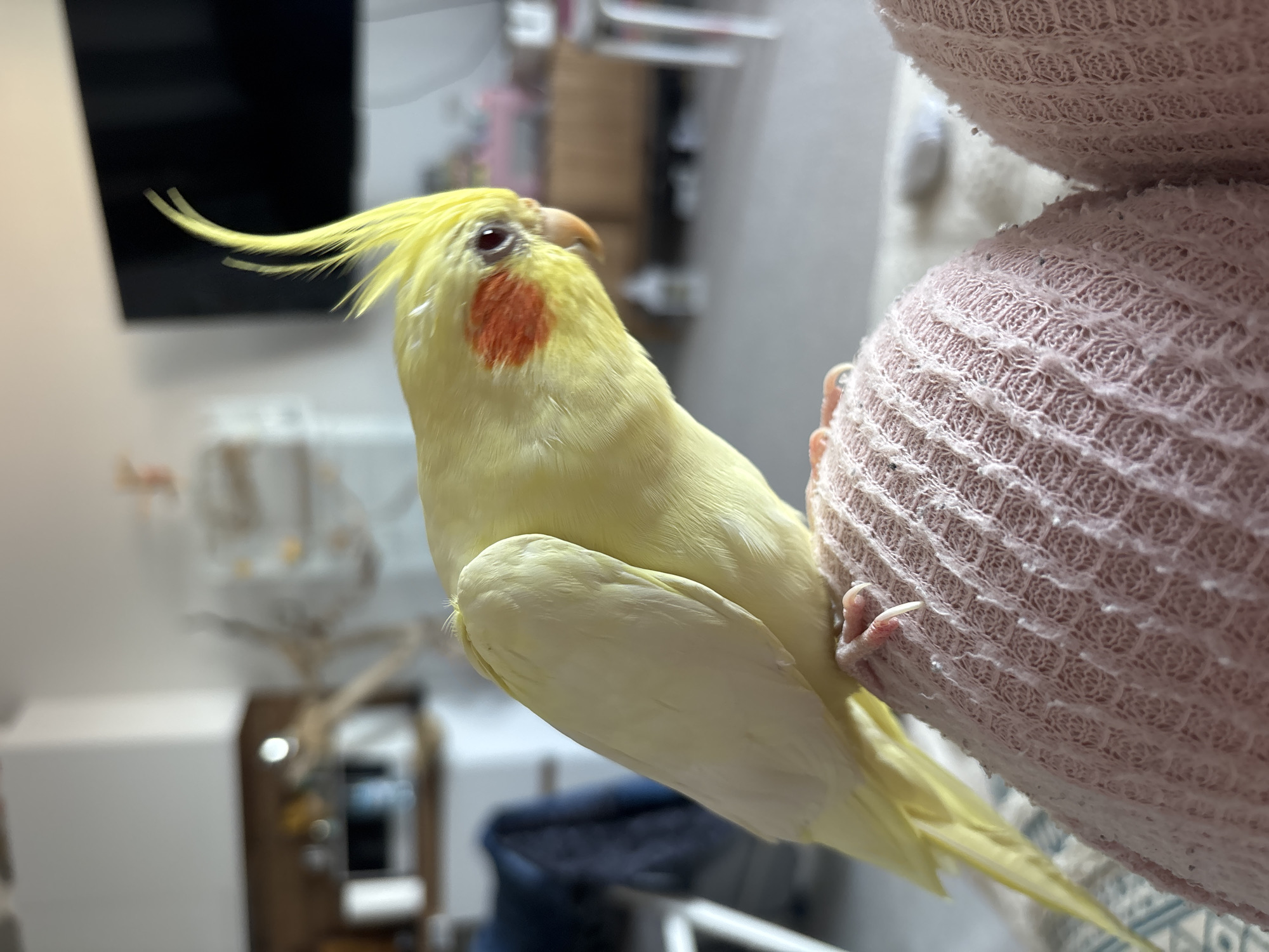A yellow cockatiel with a reddish-orange cheek patch clings to a pink, textured fabric. The bird's crest is raised. The background is blurred, but appears to be an interior setting with furniture. There is no indication of the location being Krasnoyarsk, Russia.