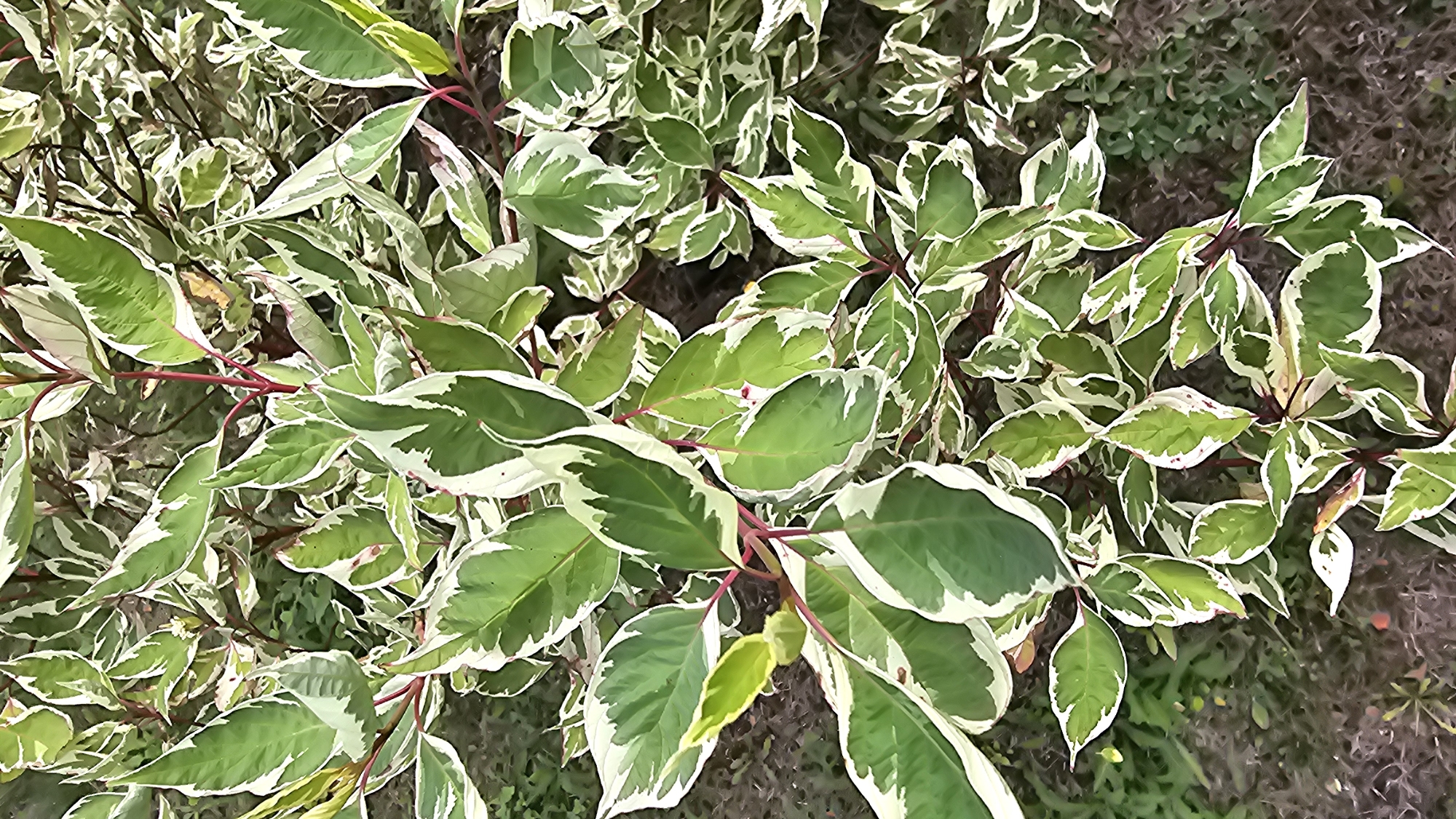 The image shows a close-up view of variegated green and white leaves of a plant, possibly a dogwood variety, with red stems. The leaves have a distinct white border. The background consists of blurred green foliage and dark soil. The scene is outdoors. There are no people or animals visible in the image. The image is a photograph of a plant. The location is Romanovka, Russia.