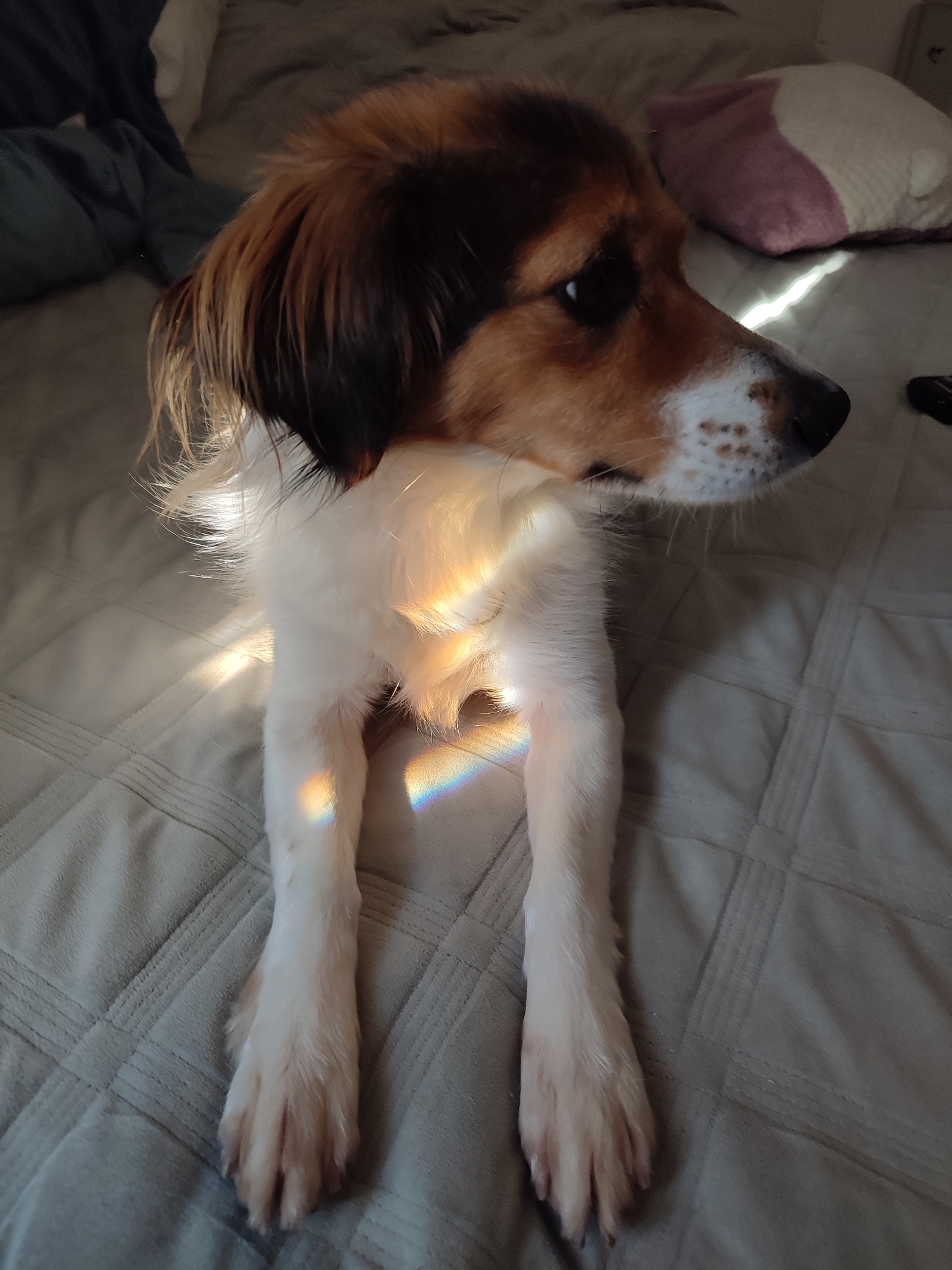 A medium-sized dog with tan, black, and white fur lies on a bed with a grey quilted comforter. The dog is positioned in the center of the frame, facing to the right. A rainbow-colored light streak crosses diagonally across the dog's chest and front legs, suggesting a prism effect from sunlight. The background shows a blurred pillow with pink and white sections on the right side, and dark blue bedding on the left. The lighting is low, with the sunlight creating a prominent streak across the dog. The scene is indoors, on a bed. There is no indication of the city of Murino, Russia.