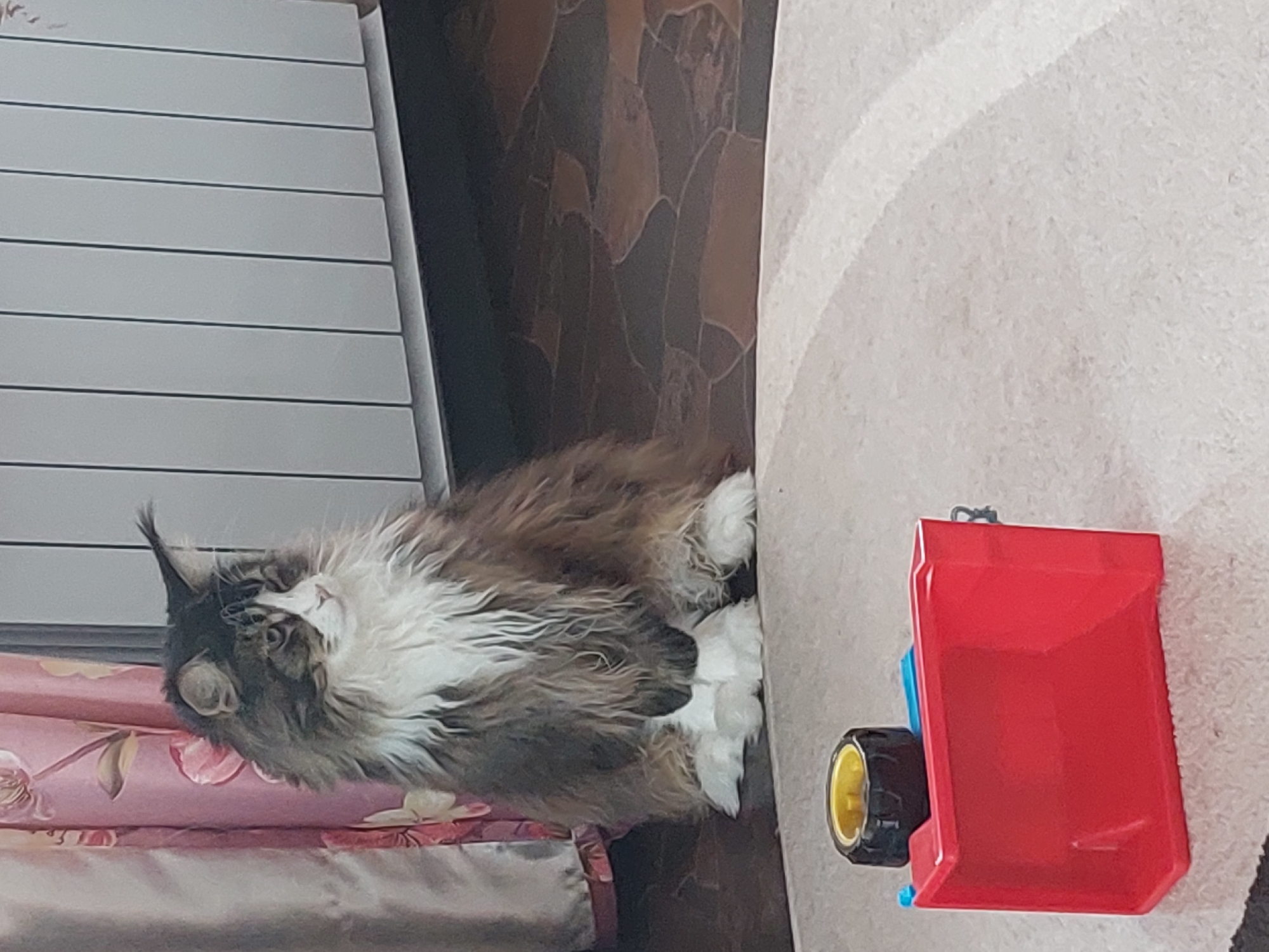 A medium-sized, long-haired cat with black, brown, and white fur lies on a patterned cushion, seemingly indoors in Большой Букор, Russia. A child's red toy truck is nearby on a light carpet. The scene also includes wall panels and what appears to be wood-patterned wall covering.