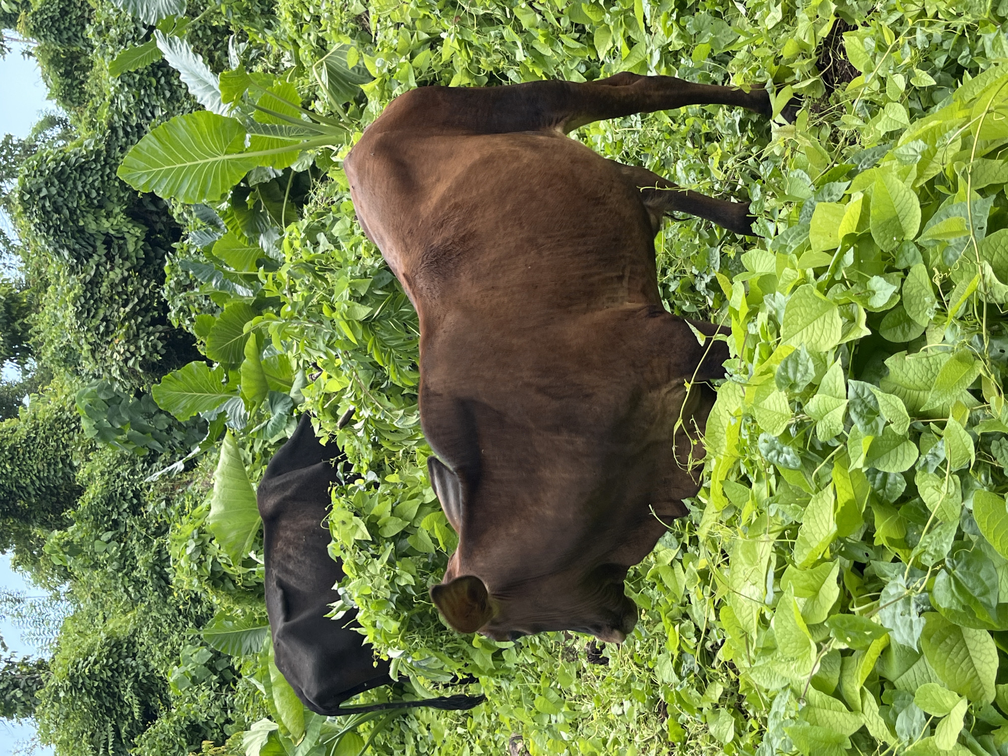 Two cows, one brown and one black, are grazing in a lush, green environment filled with dense vegetation and large-leafed plants, likely in Kathaluwa, Sri Lanka. The brown cow is in the foreground, facing right, with its body partially obscured by the plants. The black cow is in the background, facing left, with its hindquarters visible. The scene is characterized by the vibrant green foliage and the natural setting.