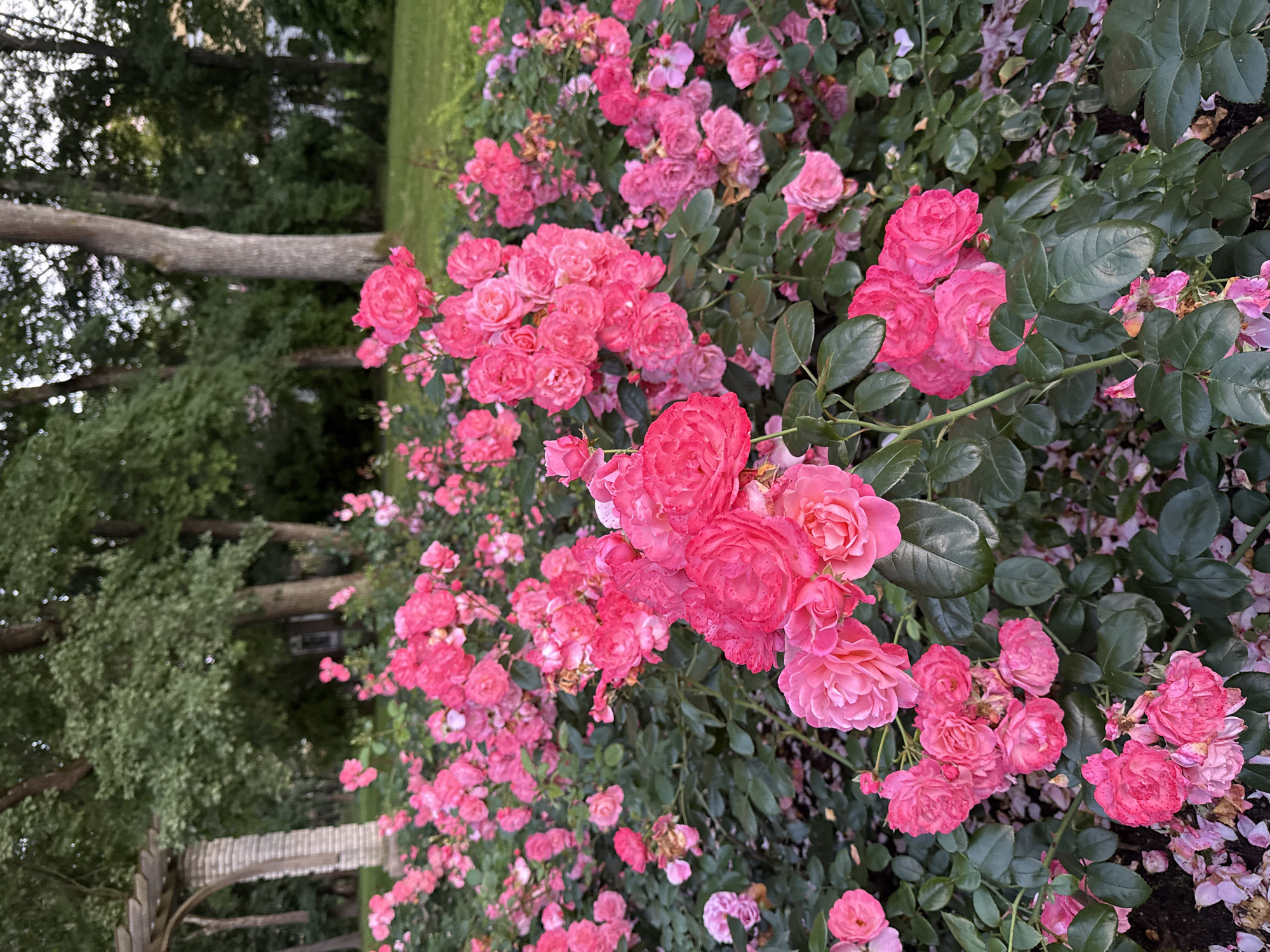 A lush, overgrown garden features a dense planting of vibrant pink roses in full bloom. The roses are clustered together, forming a vibrant tapestry of color against a backdrop of dark green foliage. In the upper left corner, a stone pergola structure with an arched opening is partially visible, suggesting a landscaped garden setting. Beyond the roses and pergola, mature trees with dense canopies create a shaded, natural environment. The ground beneath the roses is covered with fallen petals and dark soil, indicating the natural decay and renewal of the garden. The overall scene evokes a sense of abundant natural beauty and tranquility within a potentially urban or suburban park.