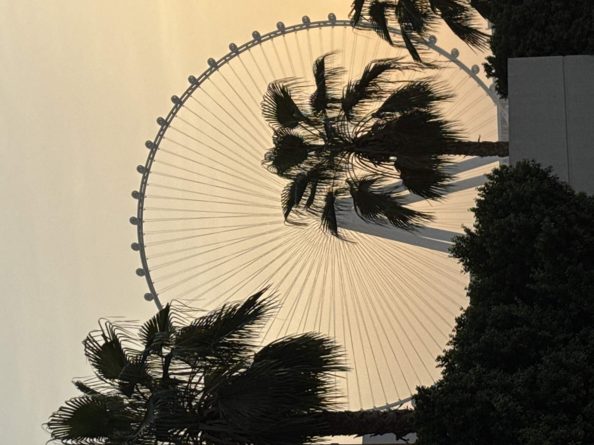 The image shows the Ain Dubai observation wheel, a giant Ferris wheel, silhouetted against a hazy orange sunset sky. The wheel is positioned in the center of the frame, with its spokes radiating outwards. Palm trees with dark green fronds are in the foreground, obscuring parts of the wheel and the sky. In the lower portion of the image, there are dark green bushes and a concrete structure. The scene appears to be an outdoor setting, possibly a public space or a resort, given the presence of palm trees and the large attraction. The lighting suggests it is dusk or dawn. This landmark is located on Bluewaters Island, a man-made island situated off the Jumeirah Beach Residence (JBR) coastline in Dubai, United Arab Emirates.