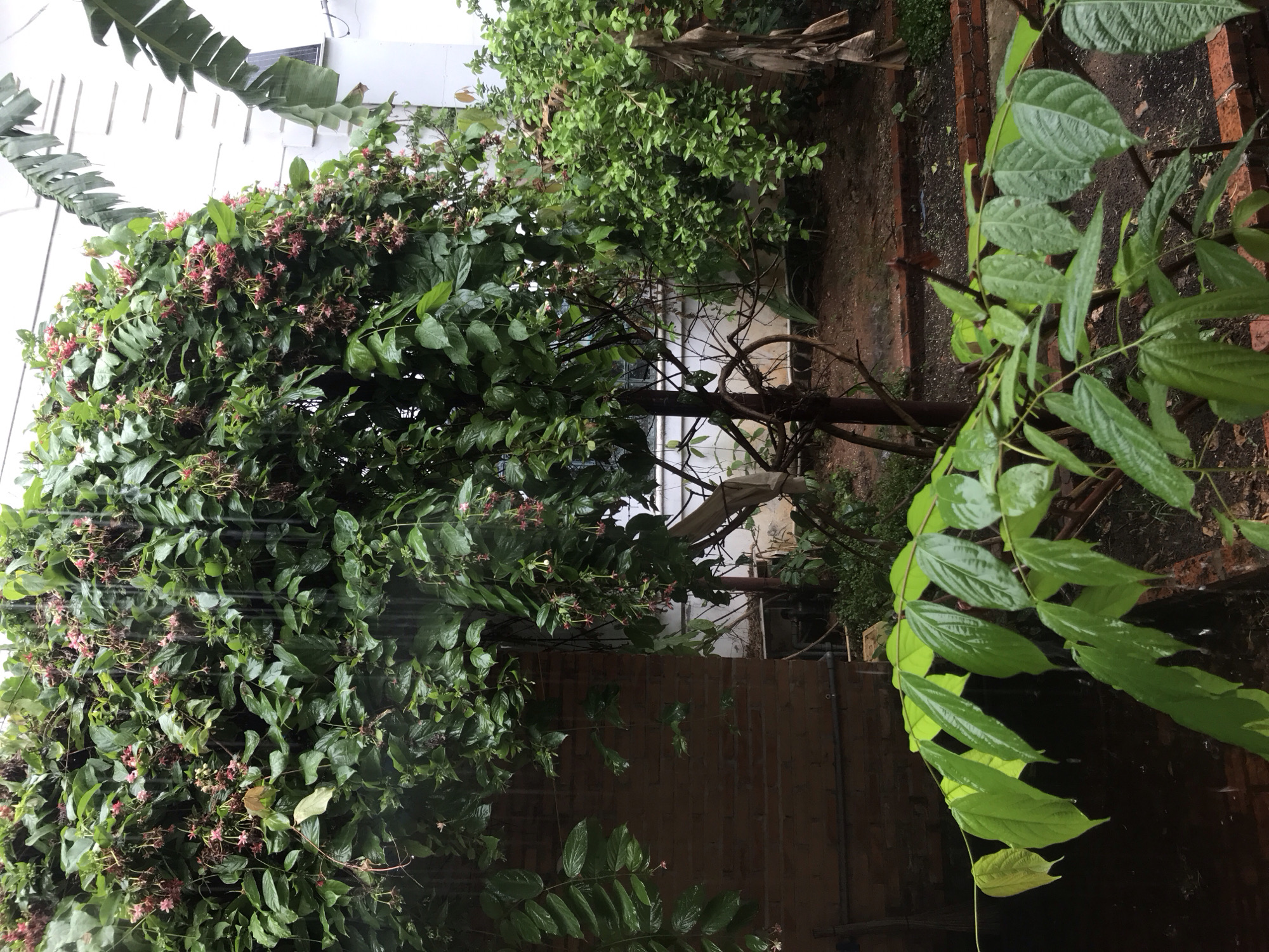The image shows a lush garden in Mũi Né, Vietnam, with various plants and trees. The main subject is a large bush with green leaves and pink flowers. A banana tree is visible in the upper left corner. Other plants and trees surround the main bush, including a small tree with sparse branches and a plant with large, glossy leaves. The ground appears damp, and a brick wall can be seen in the background. The overall setting suggests a private garden or courtyard.