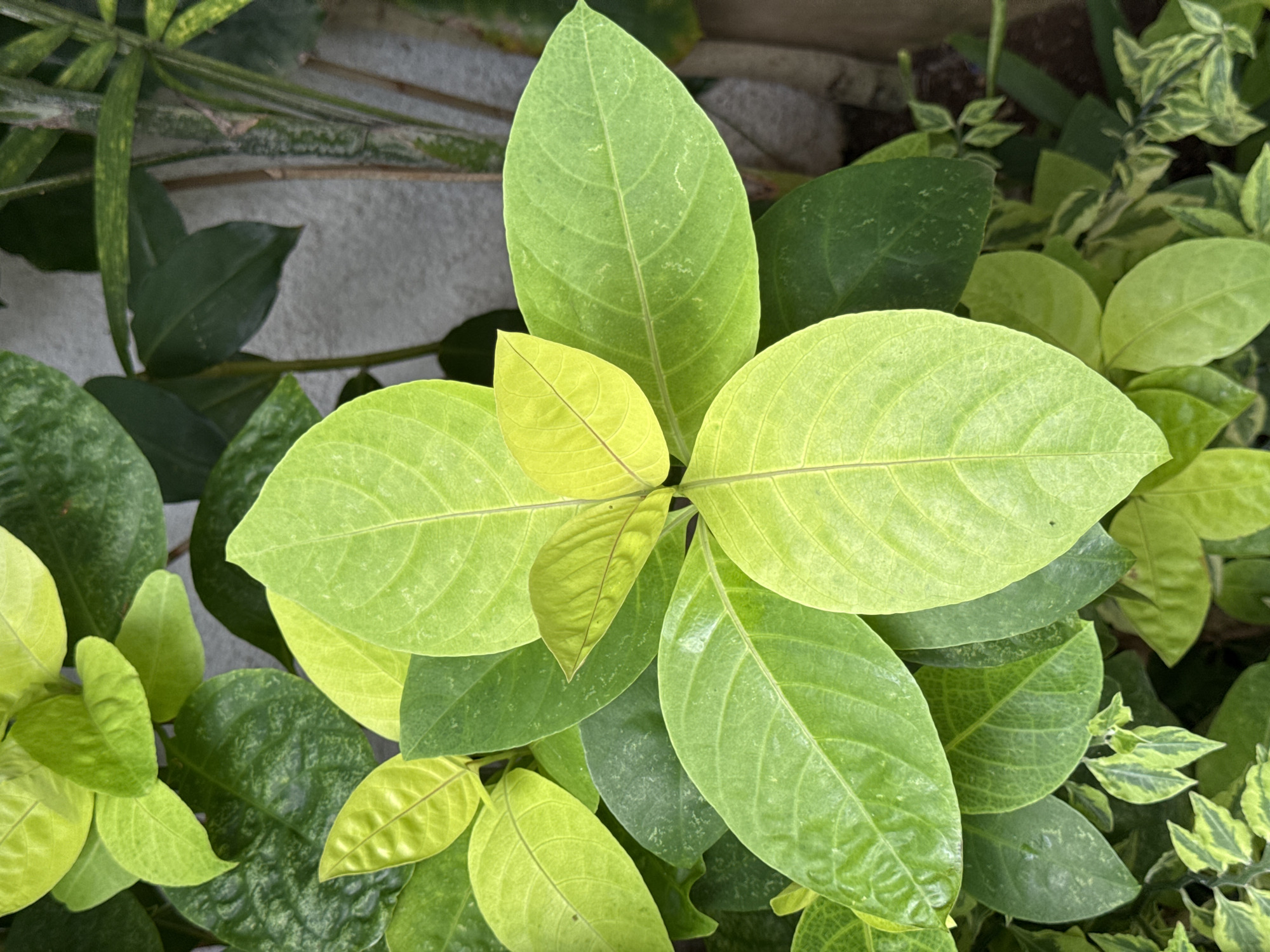 The image shows a close-up of a cluster of leafy plants in Kuta Selatan, Indonesia. The leaves are primarily green, with variations in hue from lighter yellow-green to darker shades. The leaves exhibit prominent veins. The leaves are of varying sizes and shapes, creating a dense foliage arrangement. In the background, there is a wall-like structure. Other plant varieties with variegated foliage can also be seen.
