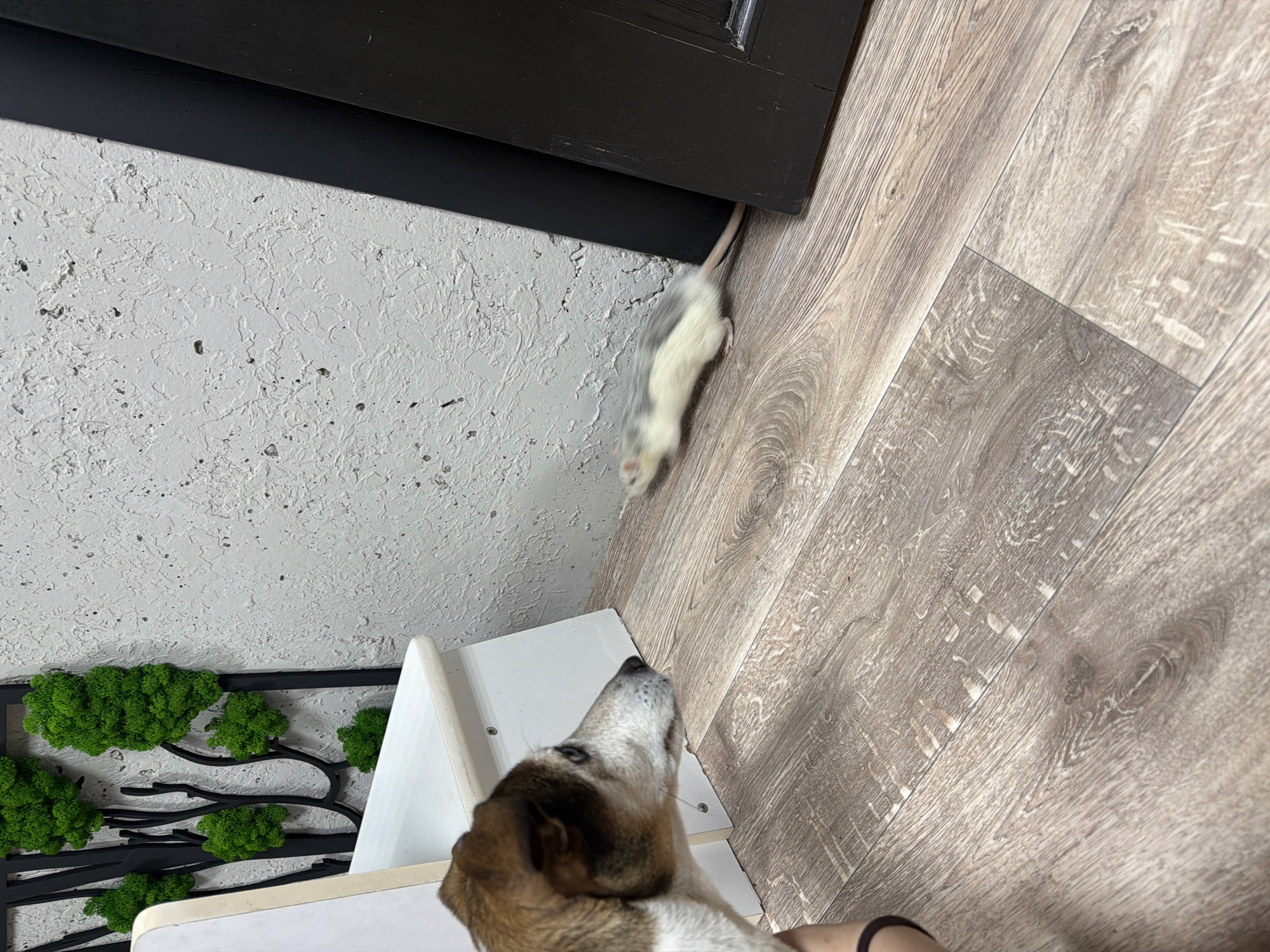 A white and gray rat is crawling from under a dark door in a room. A tan and white dog is looking up at the rat from a white and black staircase in the room. The room has a textured white wall with an artificial moss decoration. The floor is light wood patterned laminate. The image was likely taken in Markovo, Russia.