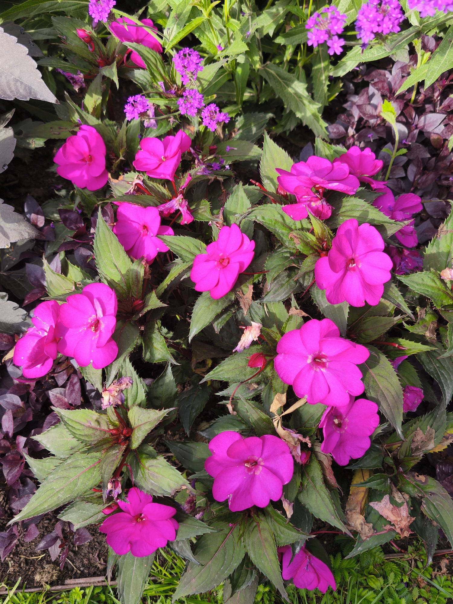 This is a close-up, high-angle, natural light photograph of a cluster of bright pink impatiens flowers and some smaller, purple verbena flowers interspersed amongst lush green foliage. The impatiens flowers are the dominant subject, with five clearly visible blooms in the foreground and several more partially obscured. The flowers have five petals each and are a vibrant fuchsia color. The leaves of the impatiens are dark green with serrated edges and prominent veins. Behind the impatiens, there are clusters of smaller, star-shaped purple flowers, likely verbena. The background consists of more greenery and some darker, purplish foliage, possibly from a different plant. The ground appears to be soil with some scattered green grass visible at the bottom of the frame. The scene is outdoors, likely in a garden or park setting, and there are no people or animals present. The image is sharp and well-focused on the flowers.
There is no indication in the image itself that this scene is located in Riga, Latvia.