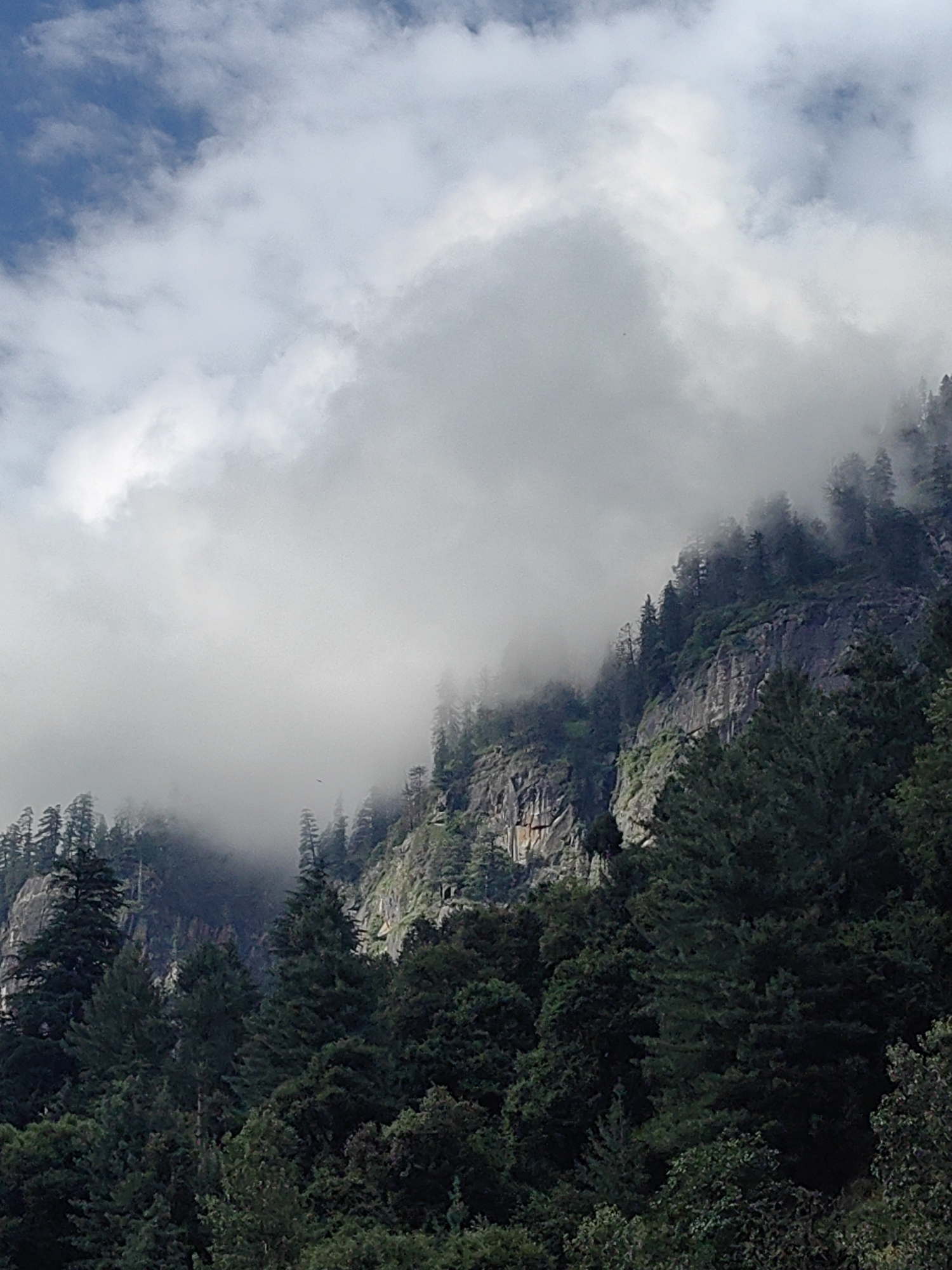 This is a vertical, eye-level, medium shot photograph of a mountainous landscape partially obscured by fog and clouds in the city of Vashisht, India. The sky is visible at the top with patches of blue and large, billowy white clouds. The middle ground features a steep, rocky mountain face covered in dark green coniferous trees. Fog and mist drift across the mountain, obscuring some of the terrain and trees. The foreground is dominated by a dense forest of dark green trees, appearing in various shades of green and brown, with some branches and foliage clearly visible. The lighting is diffuse and soft due to the atmospheric conditions. No people or animals are visible. The image conveys a sense of natural beauty and a slightly mysterious atmosphere due to the fog.